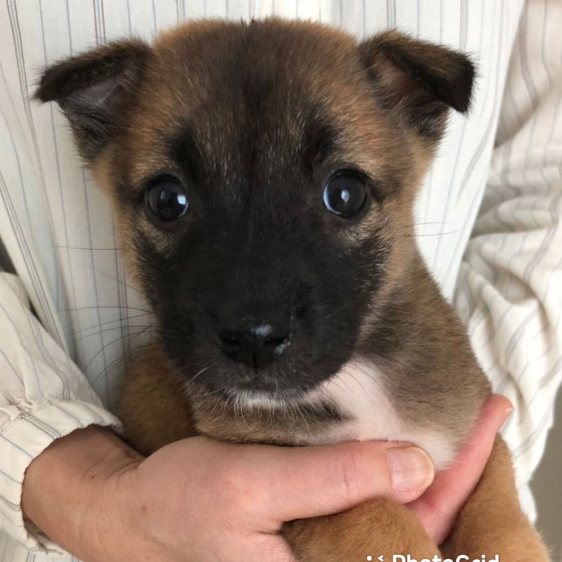 雑種（ミックス犬）・メスの里親募集の写真