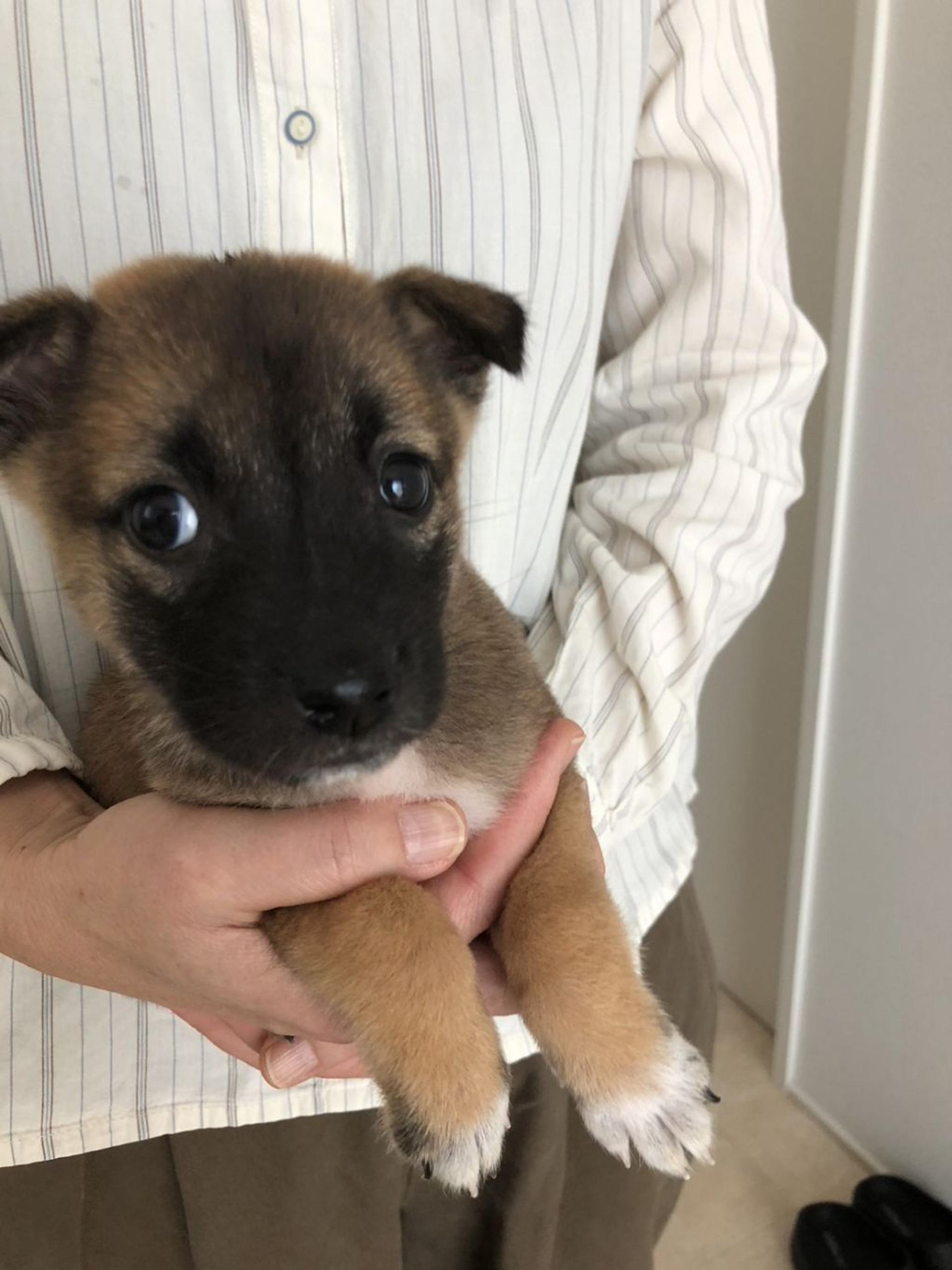 pet-image-2