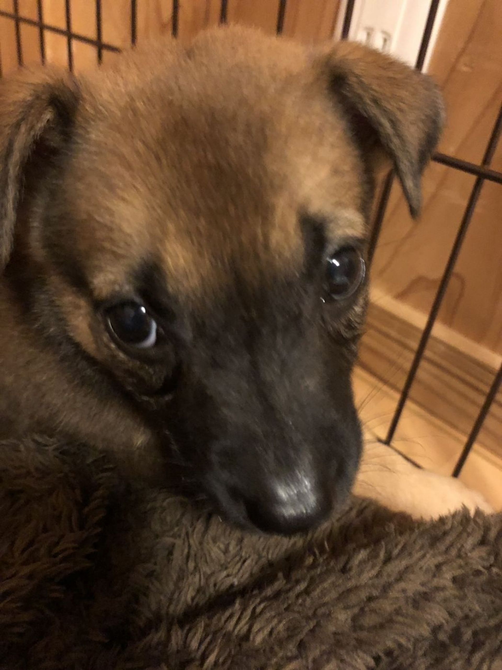雑種（ミックス犬）・メスの里親募集の写真