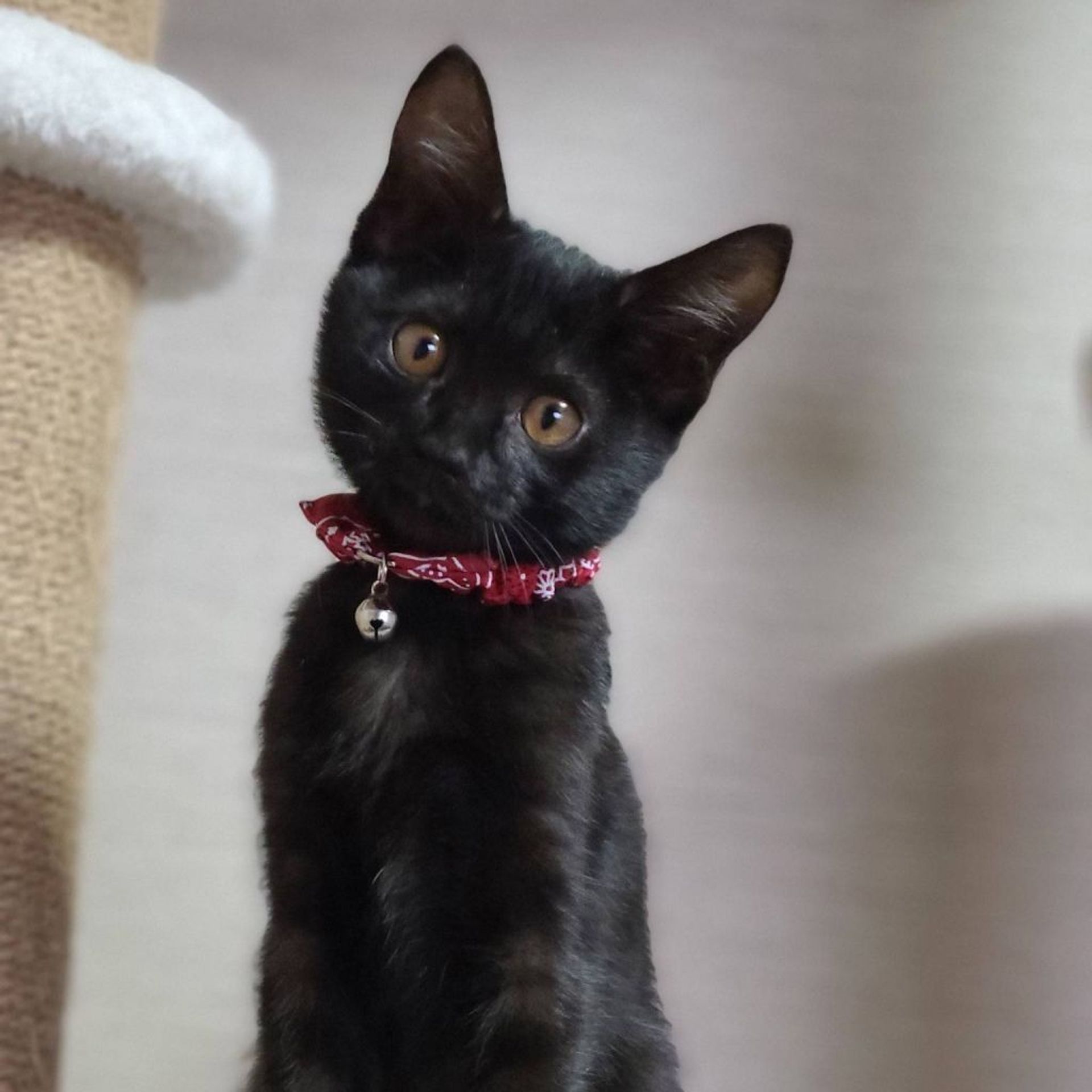 雑種（ミックス猫）・メスの里親募集の写真