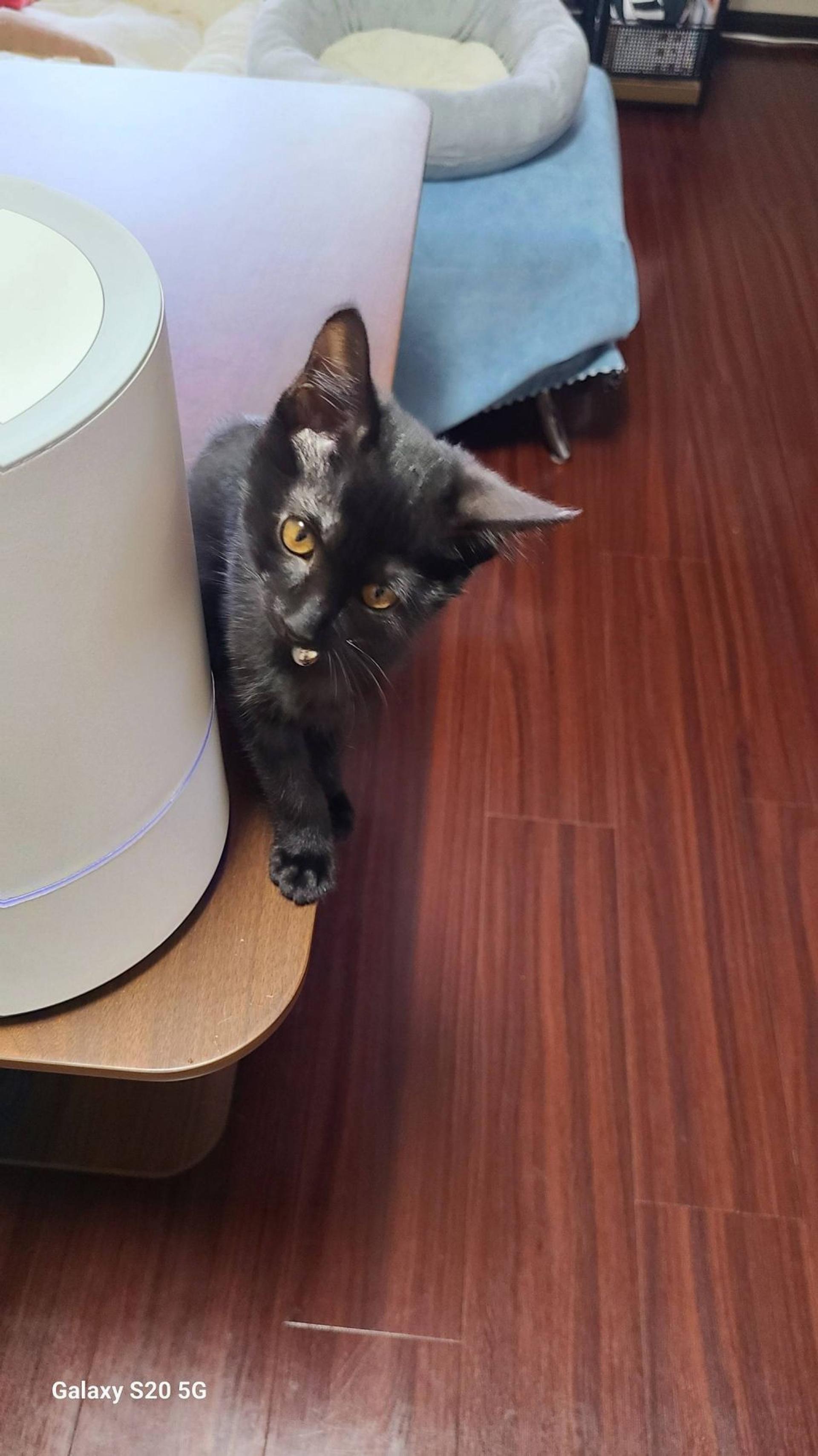 pet-image-4