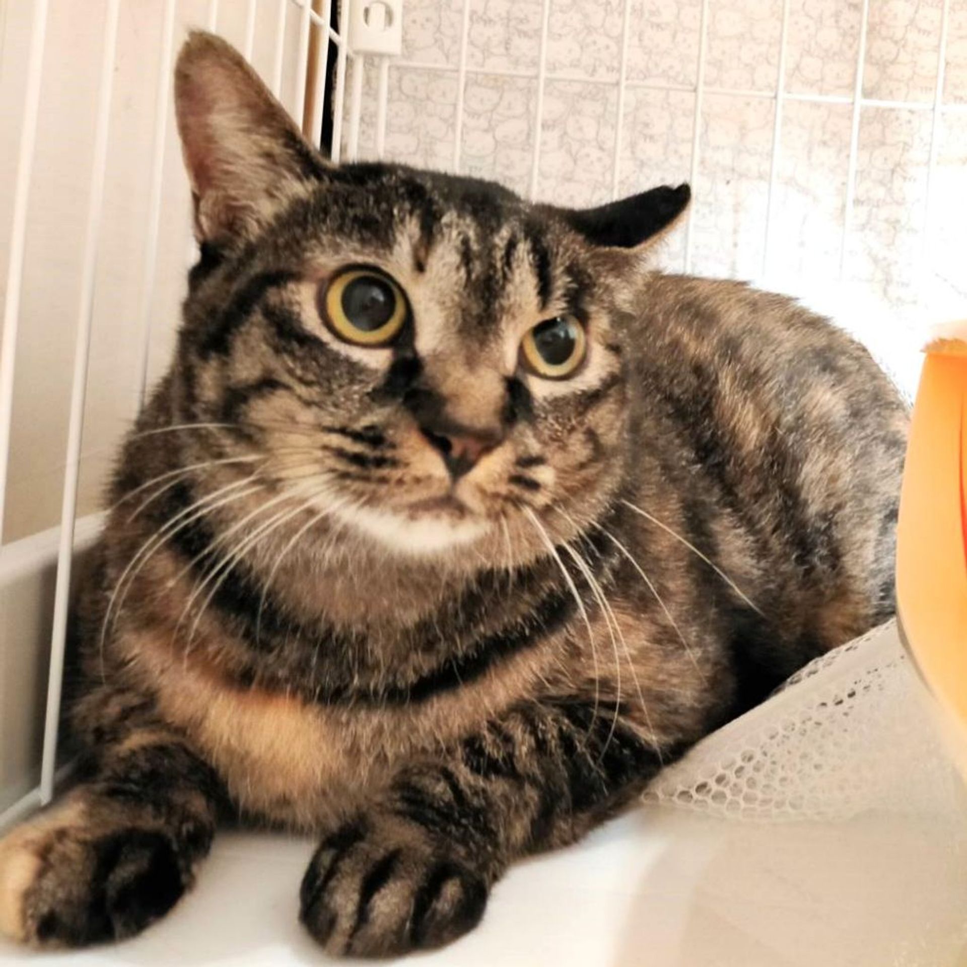 雑種（ミックス猫）・メスの里親募集の写真