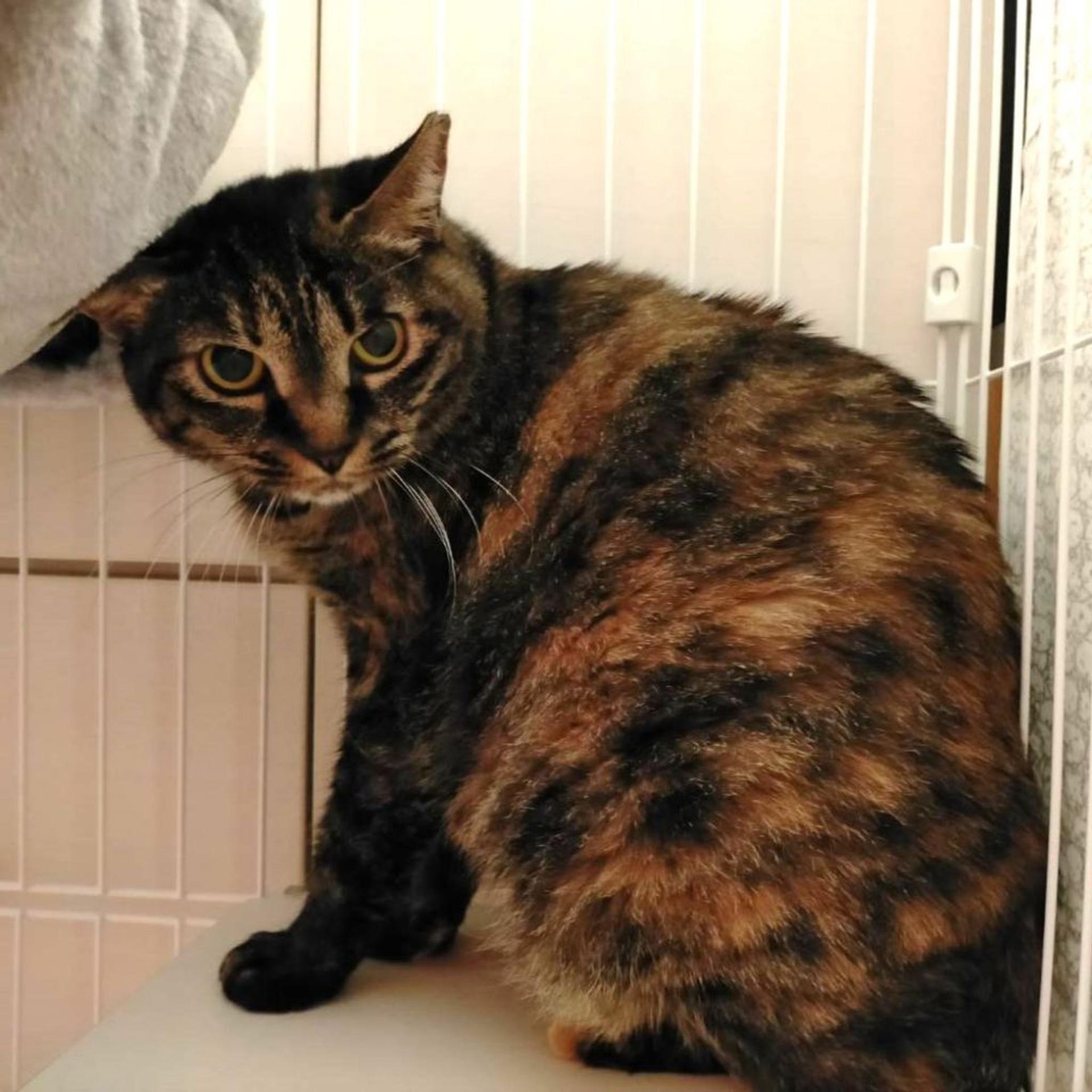 pet-image-2