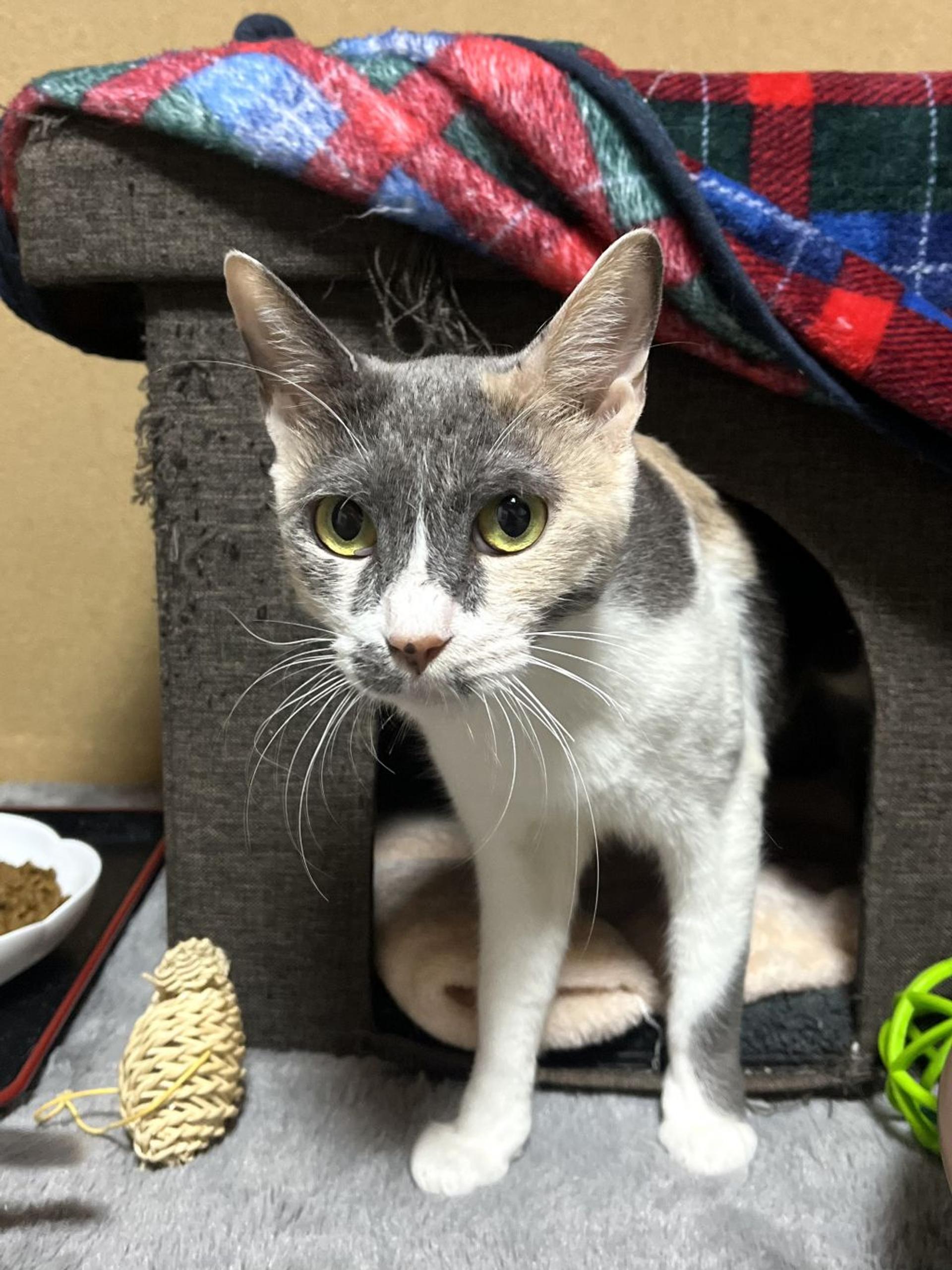 pet-image-2