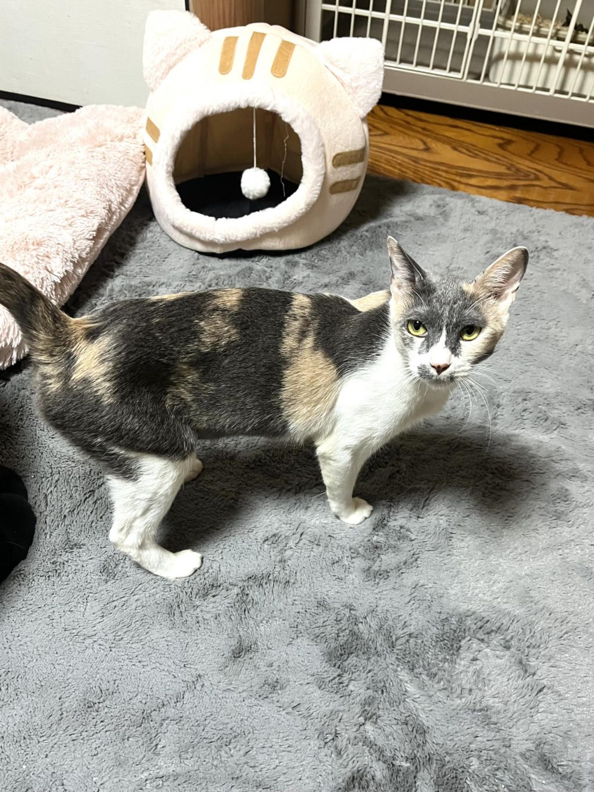 pet-image-3