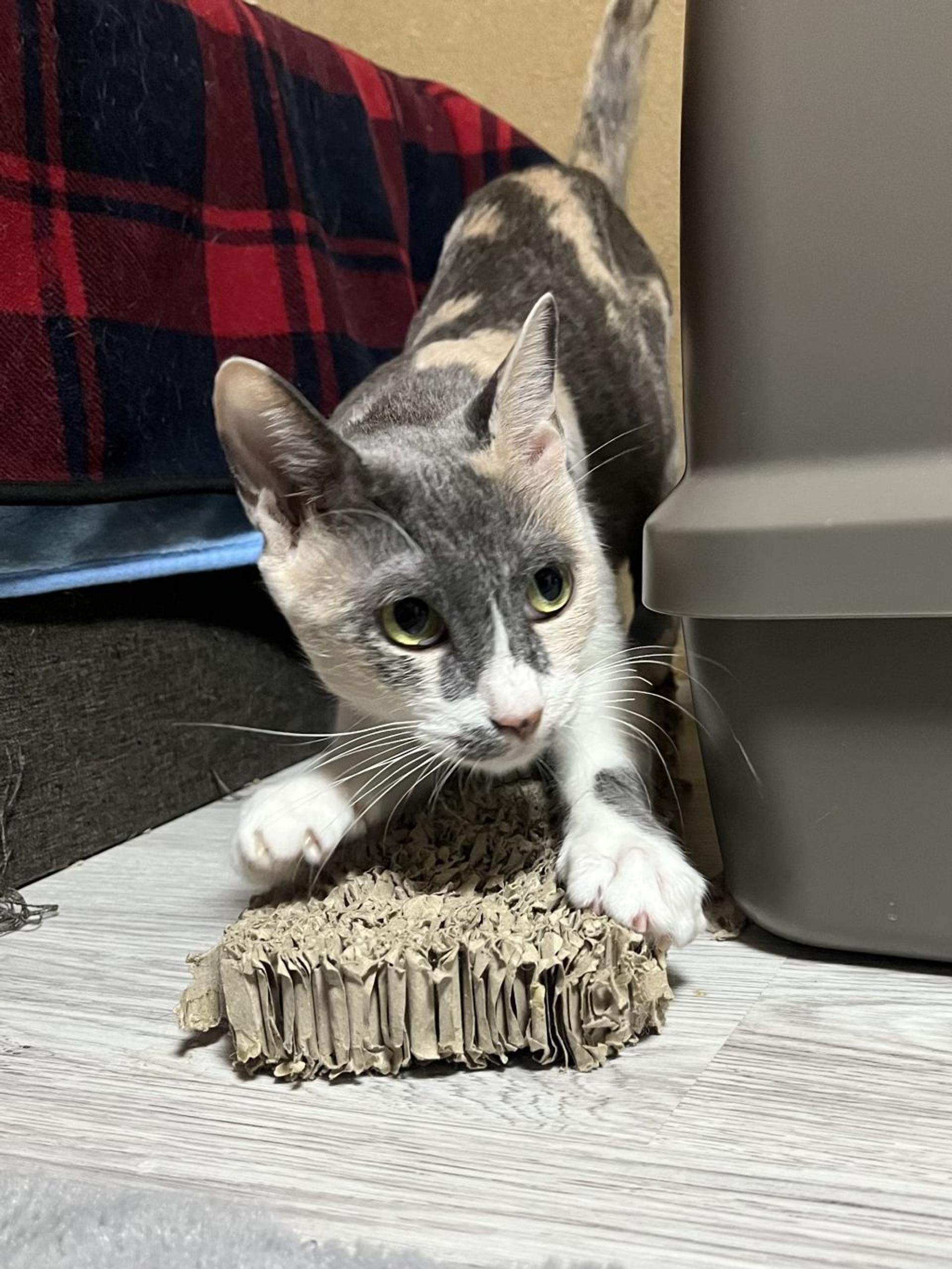pet-image-4