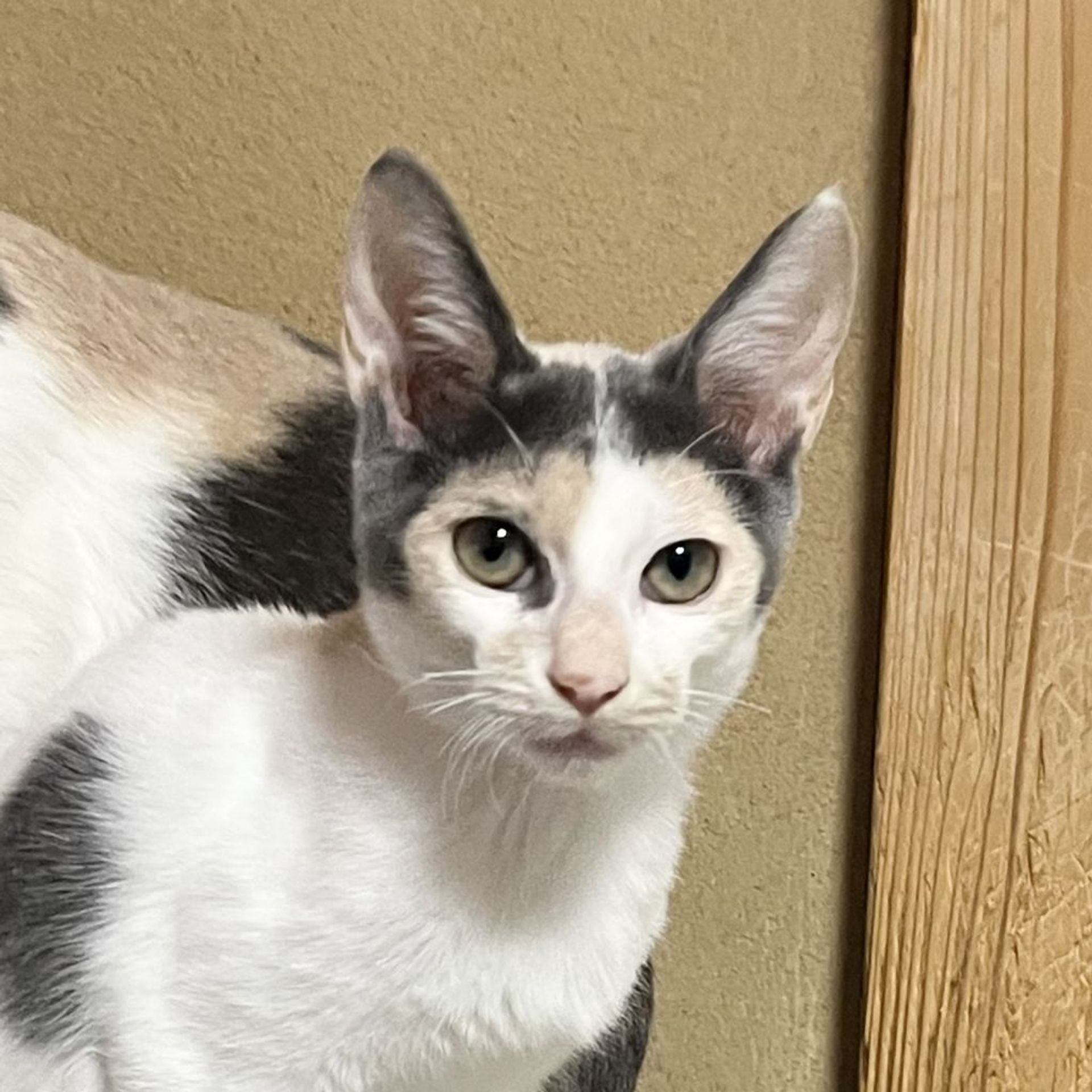 雑種（ミックス猫）・メスの里親募集の写真