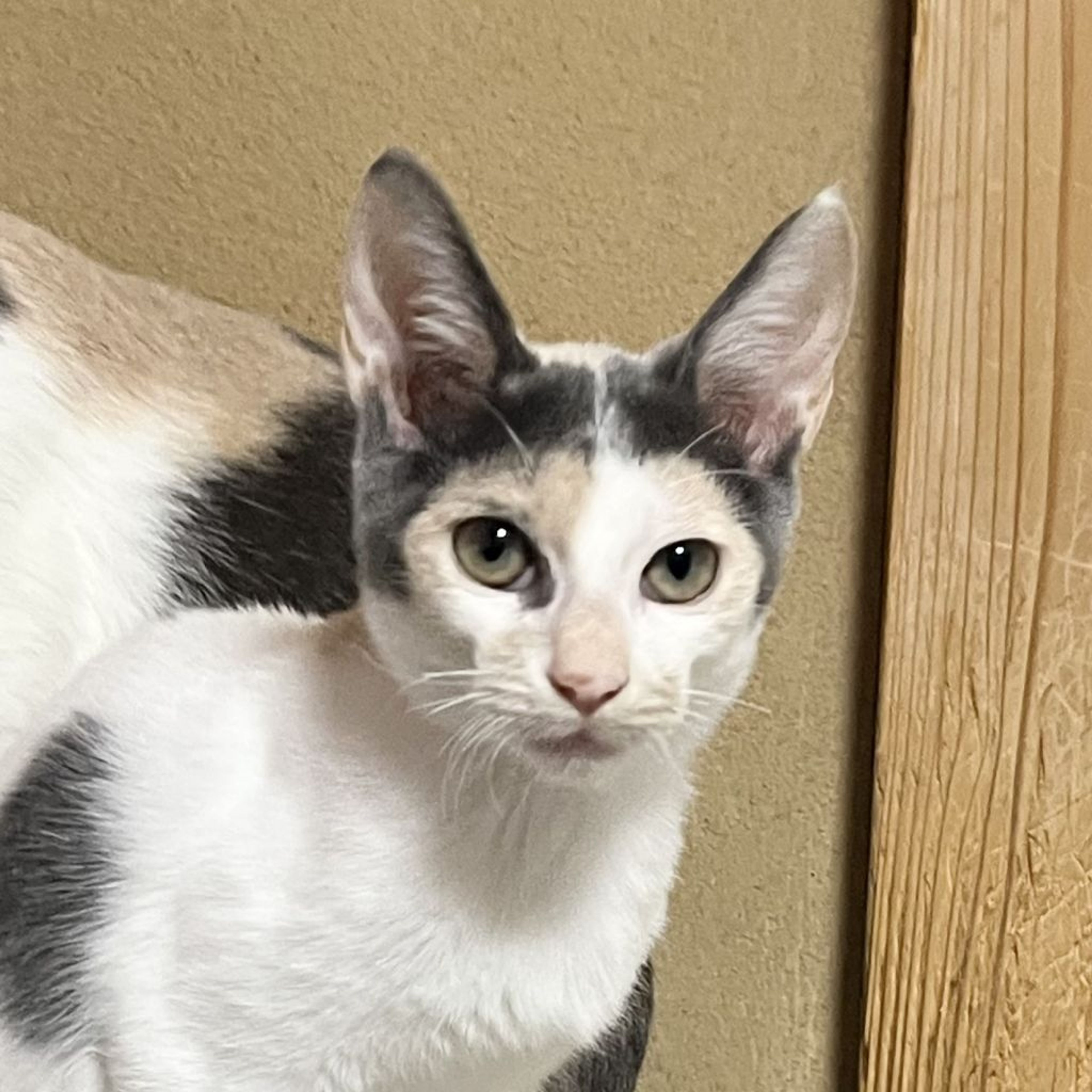 雑種（ミックス猫）・メスの里親募集の写真