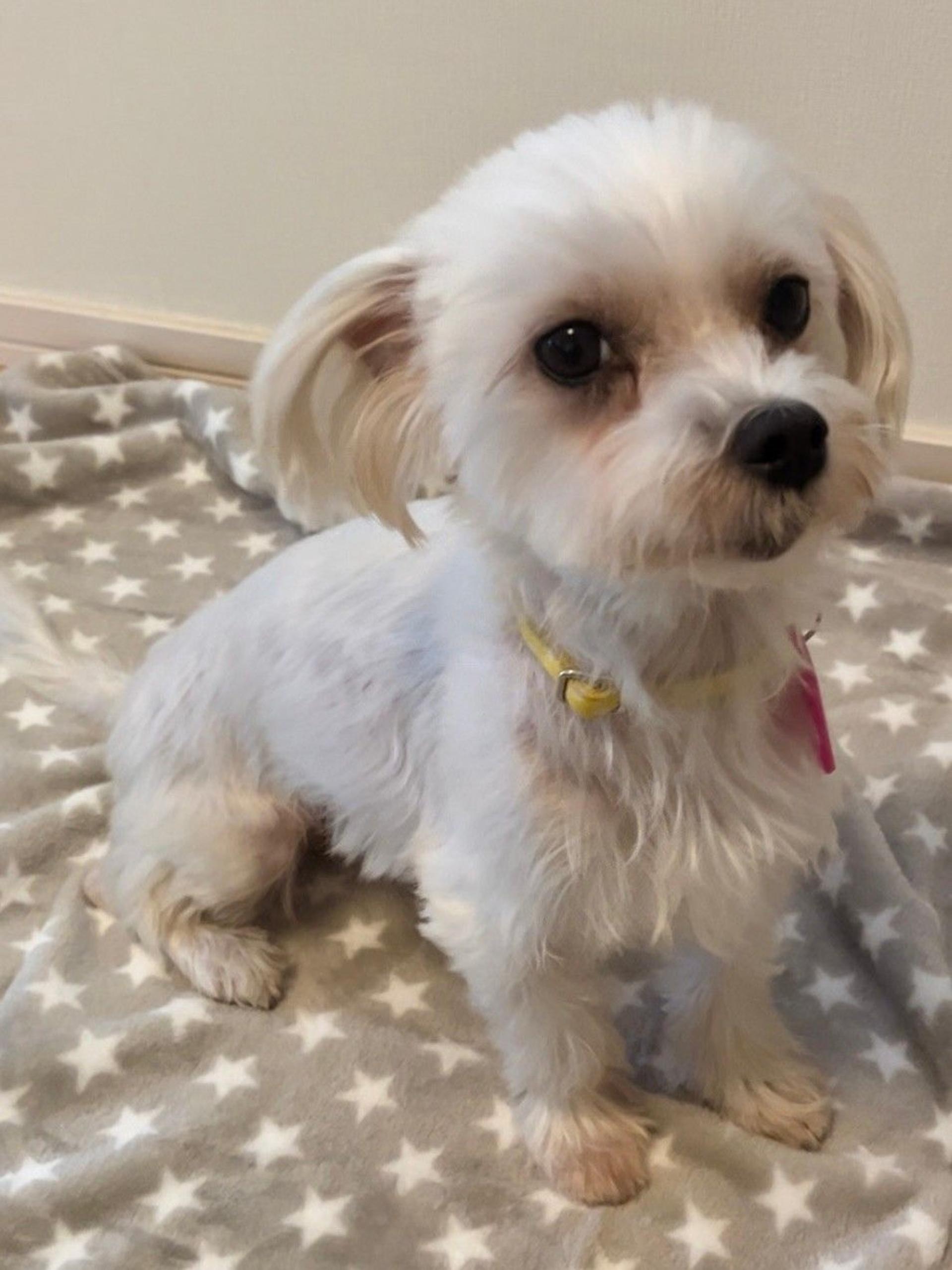 pet-image-2