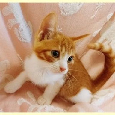 こちゃちおの写真