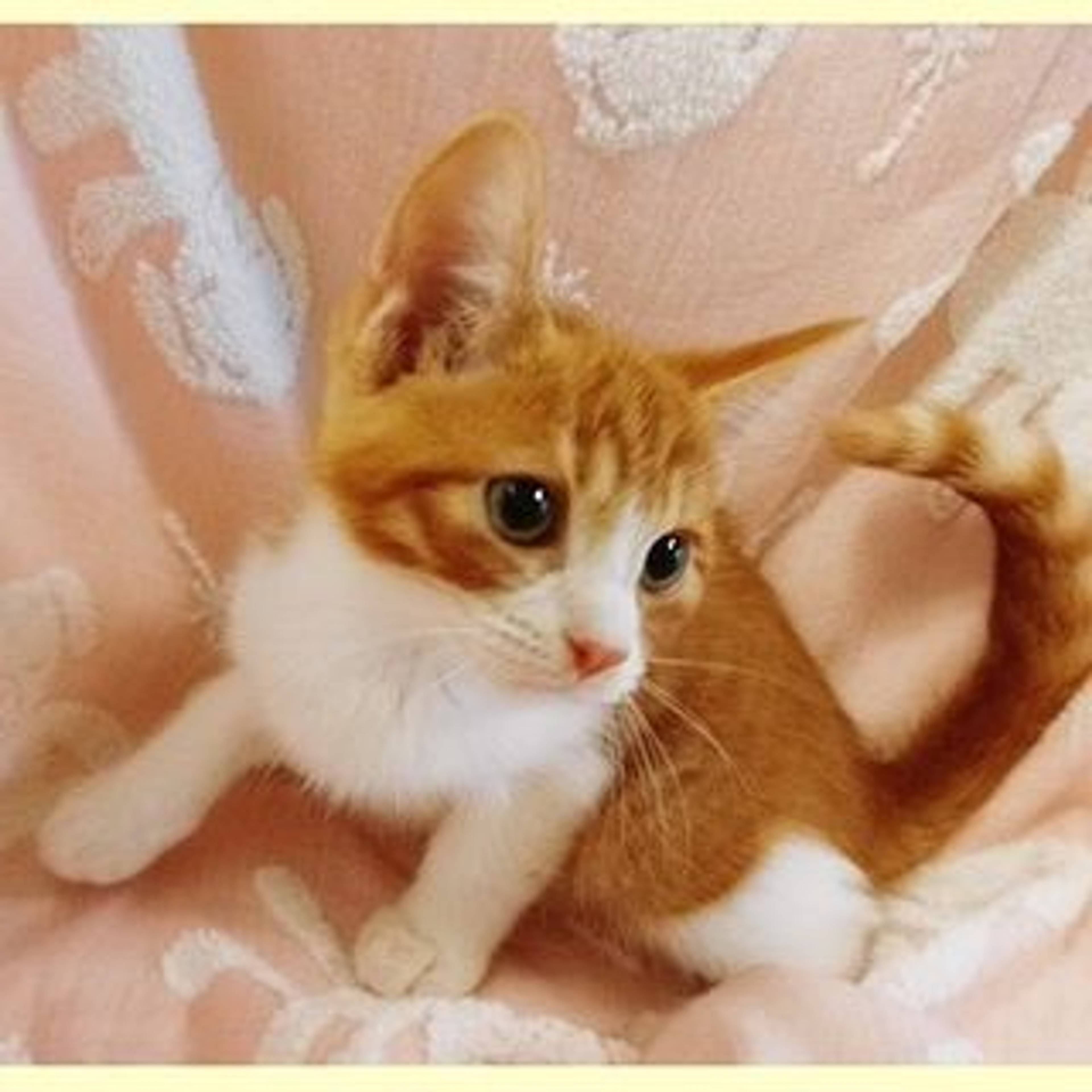 雑種（ミックス猫）・オスの里親募集の写真