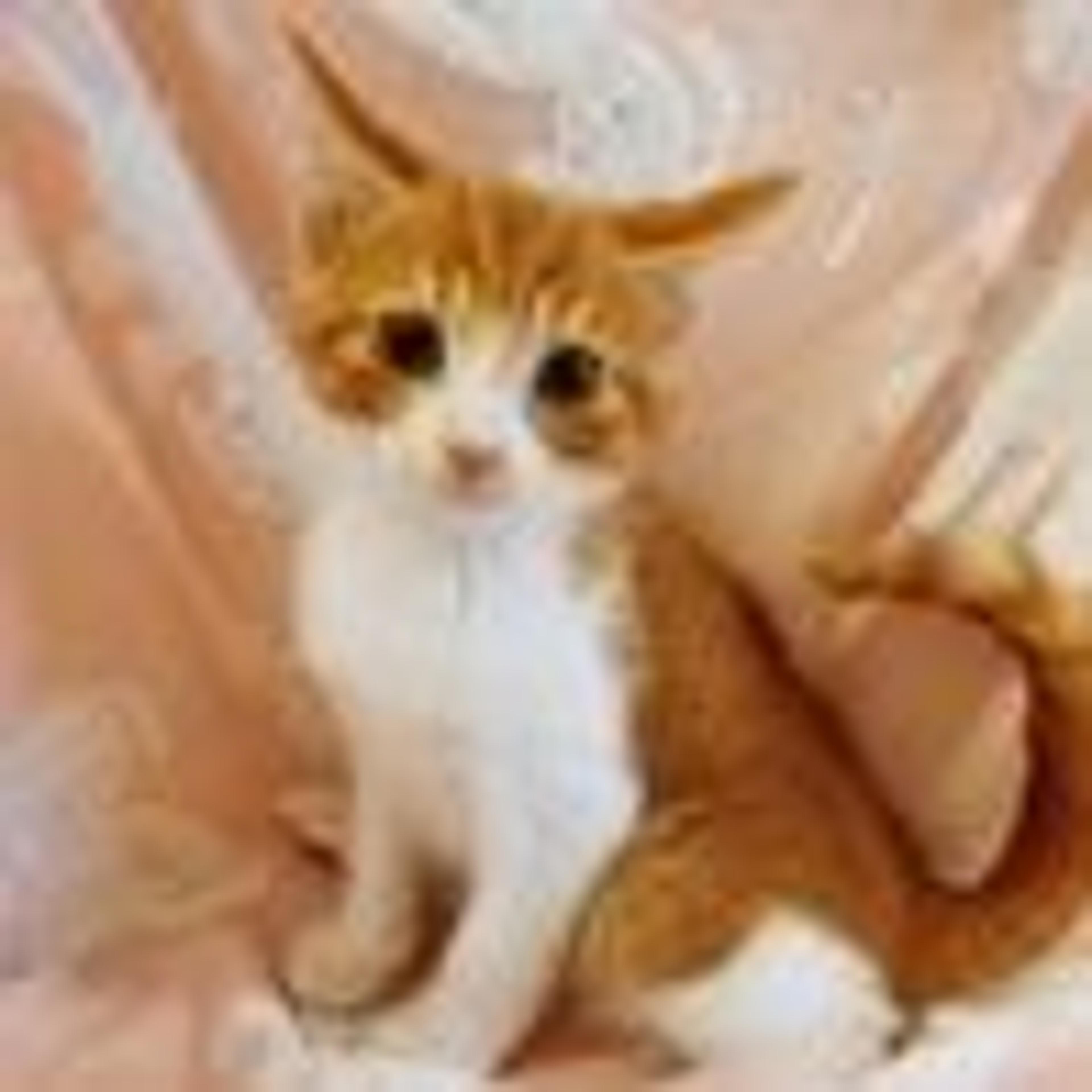 pet-image-3
