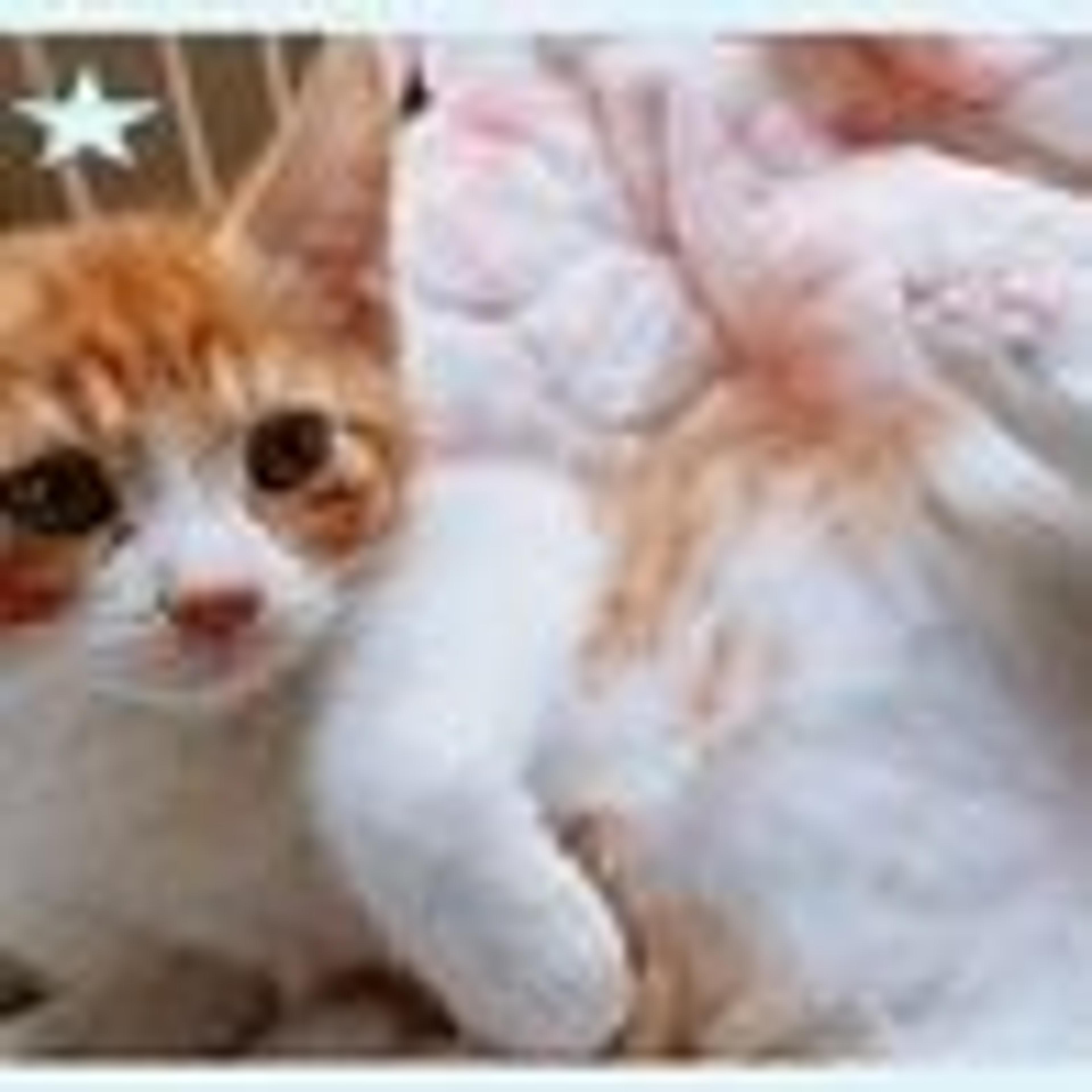 pet-image-4