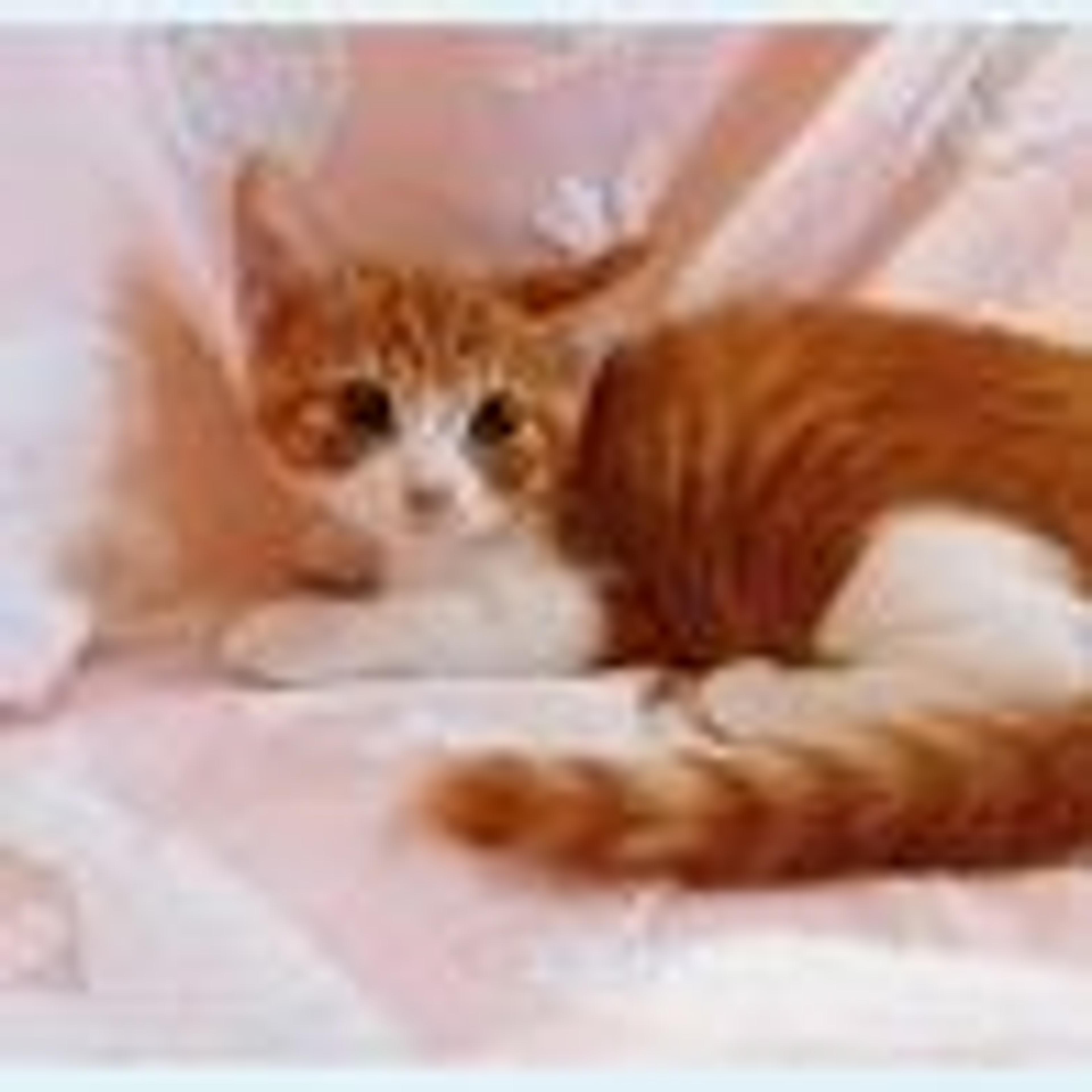 pet-image-5