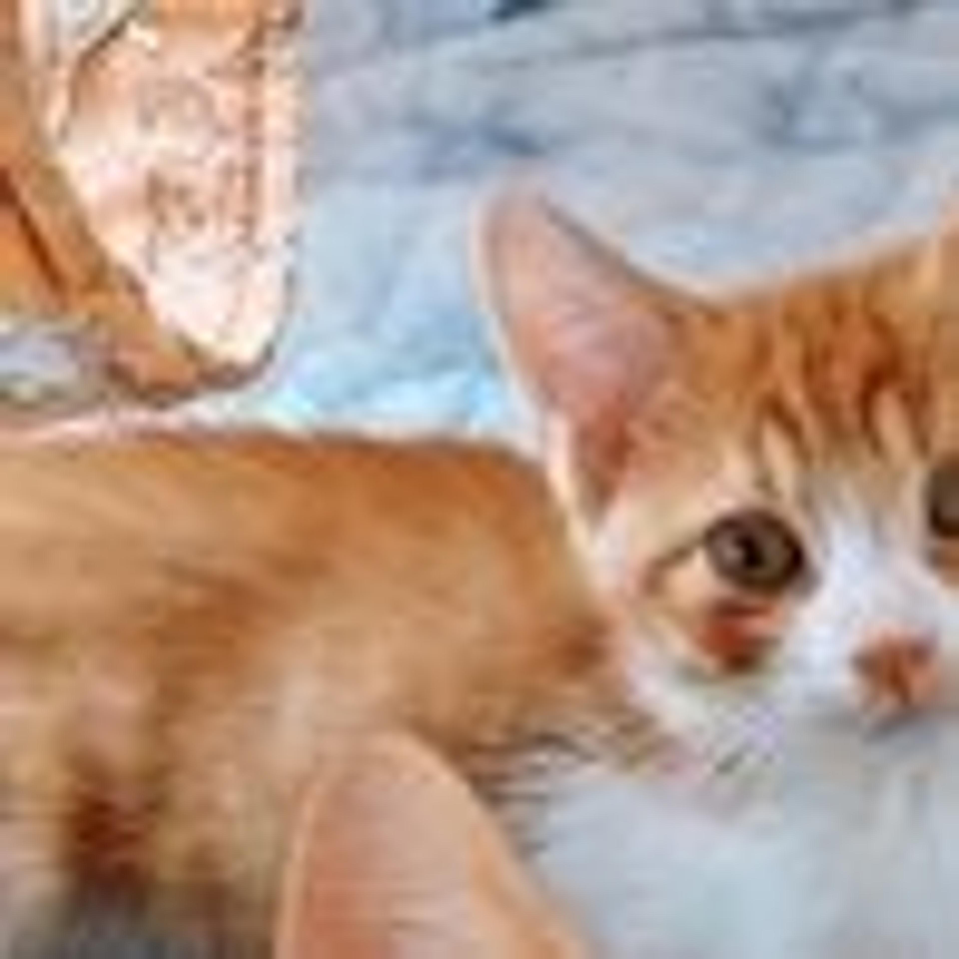 pet-image-6