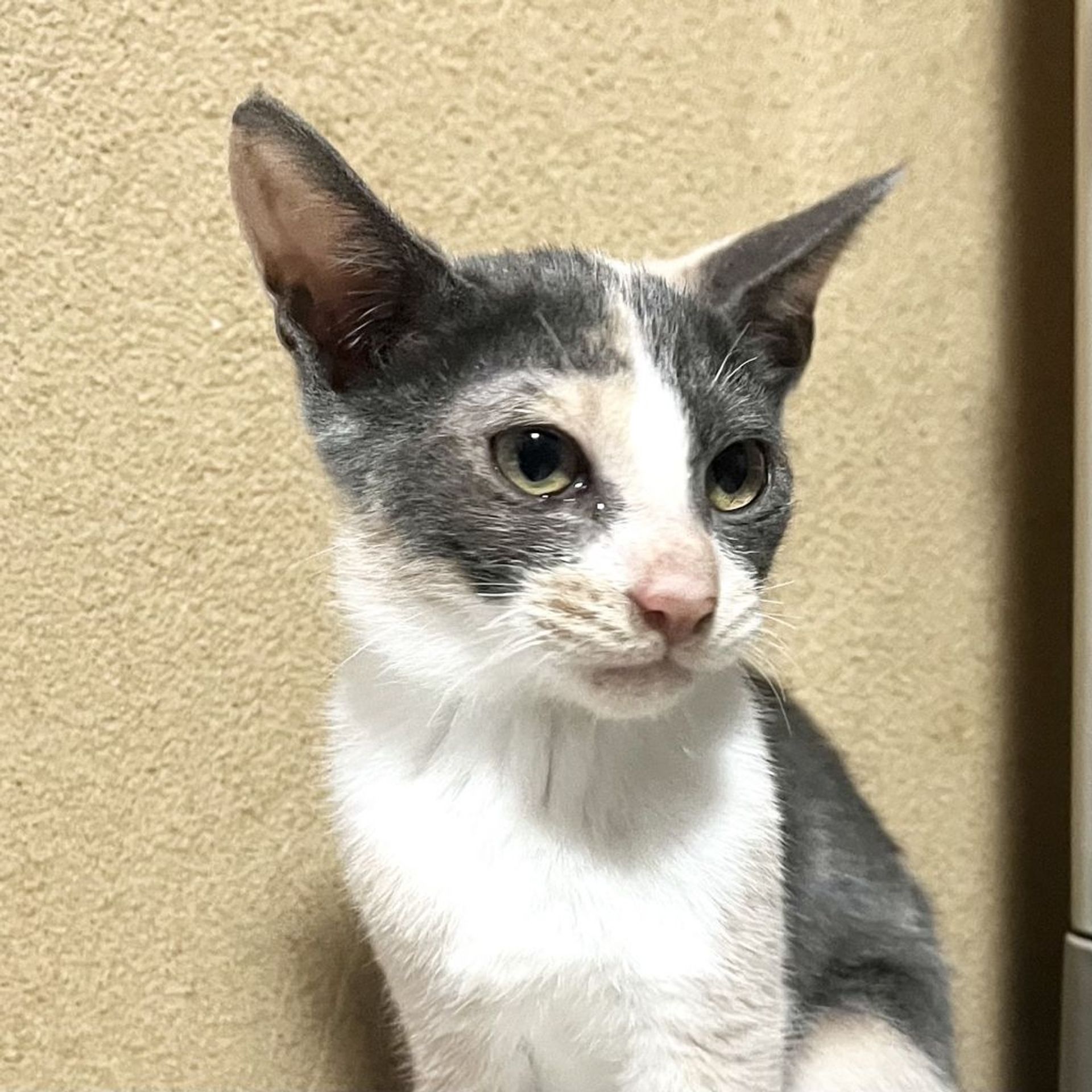 雑種（ミックス猫）・メスの里親募集の写真
