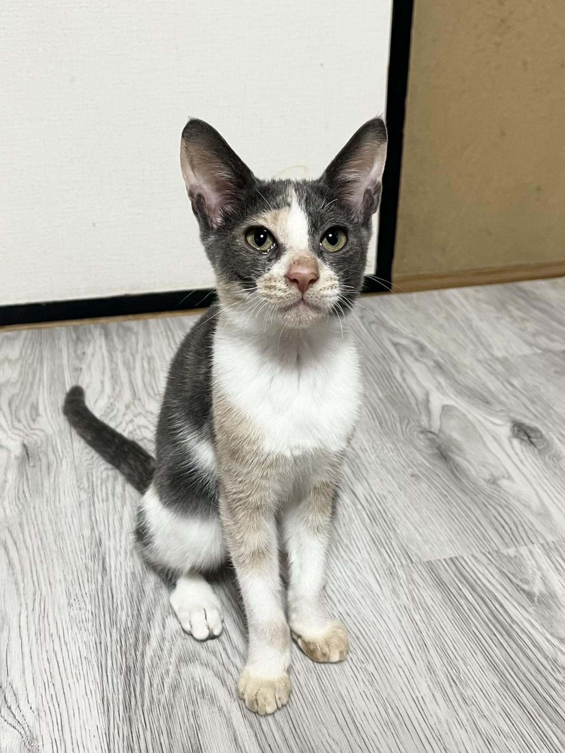 pet-image-2