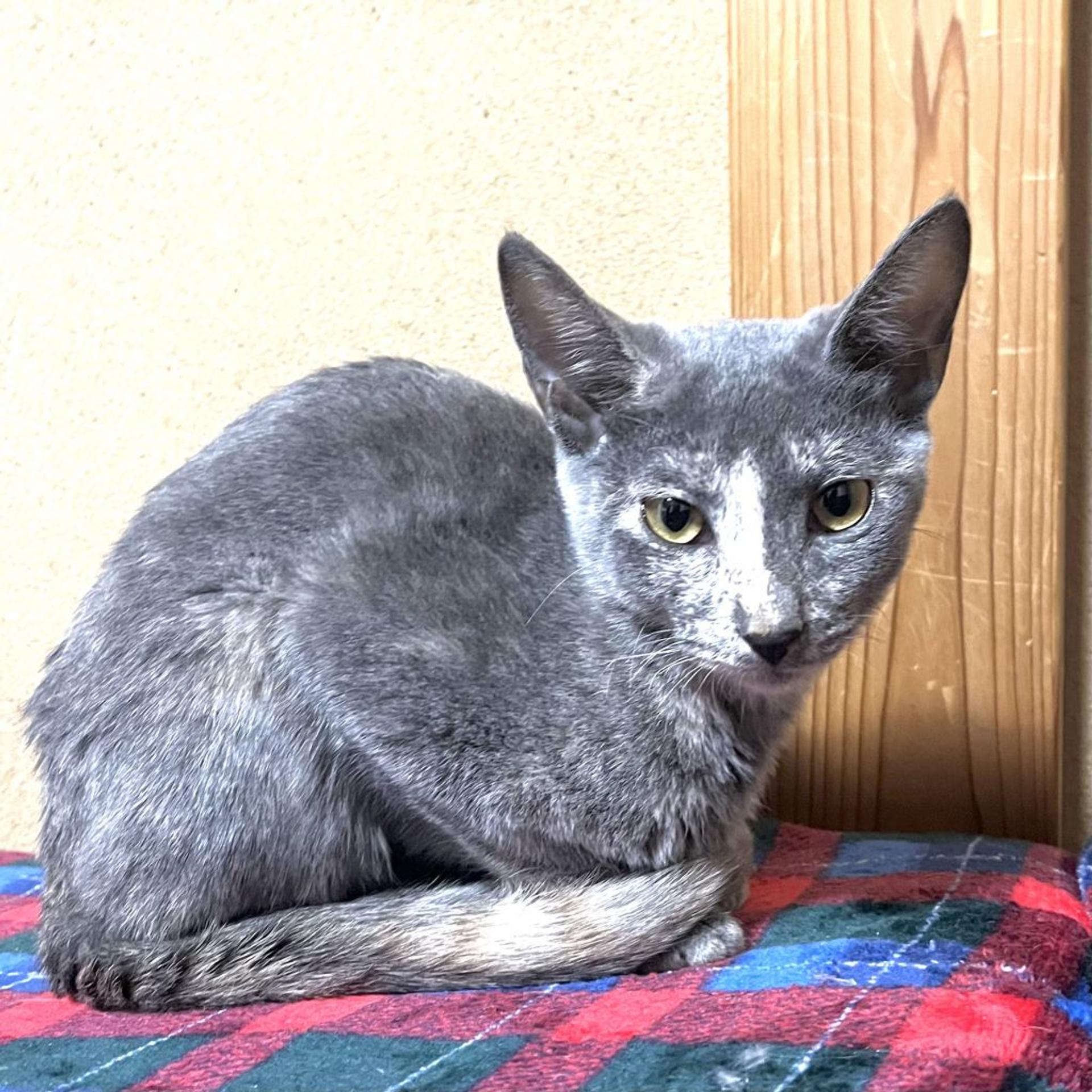 pet-image-2