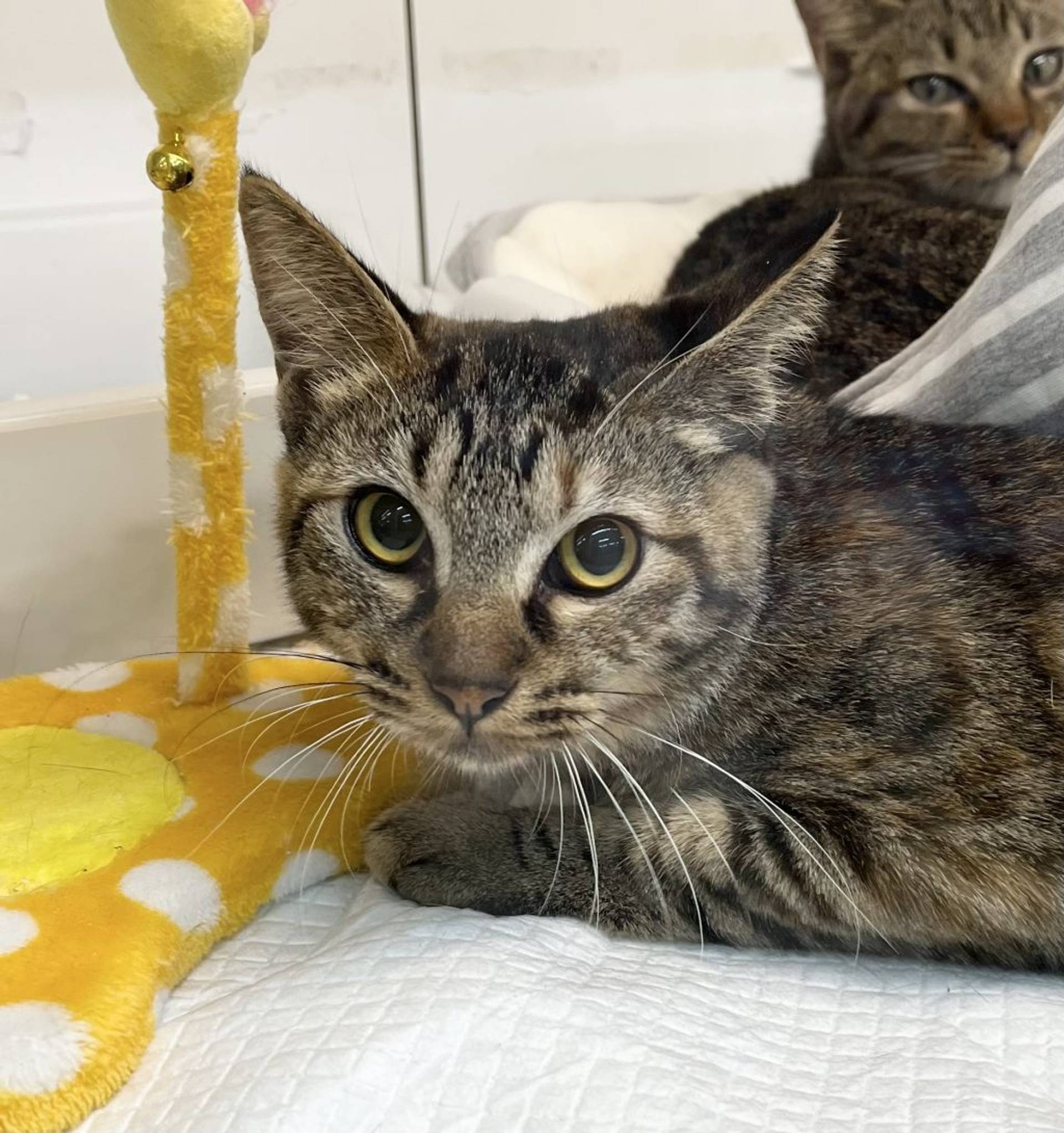 雑種（ミックス猫）・メスの里親募集の写真