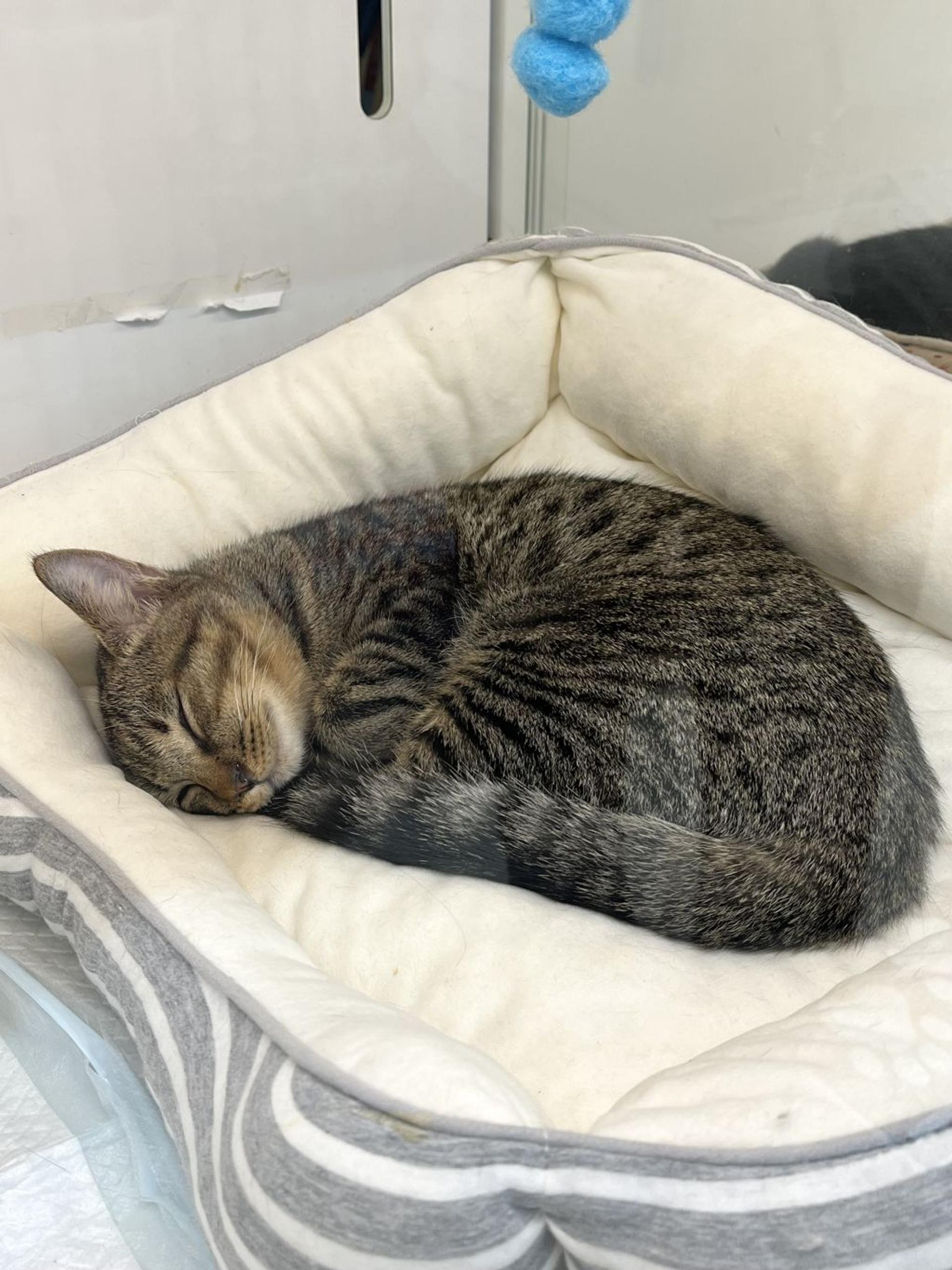 pet-image-3