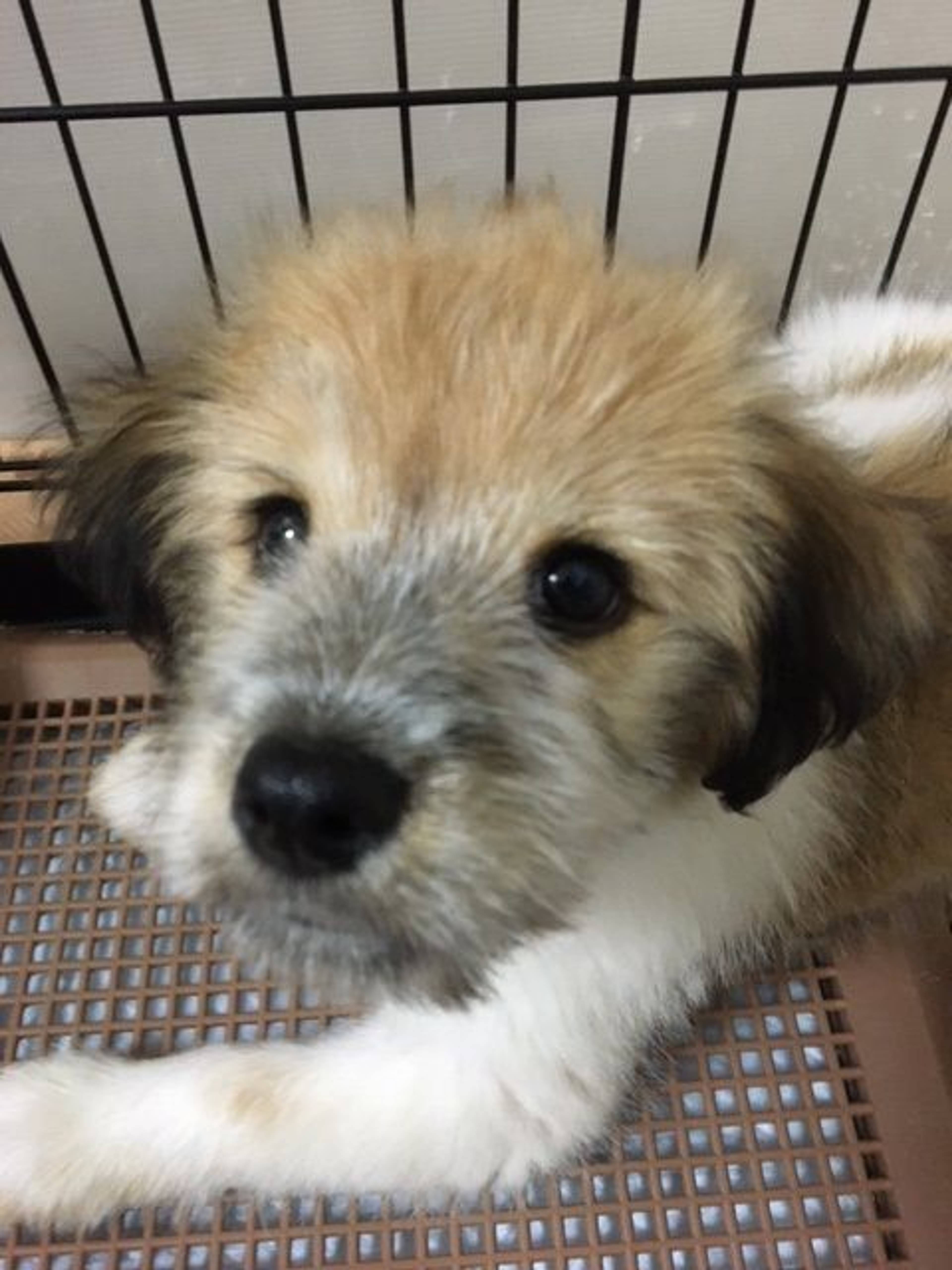 雑種（ミックス犬）・オスの里親募集の写真