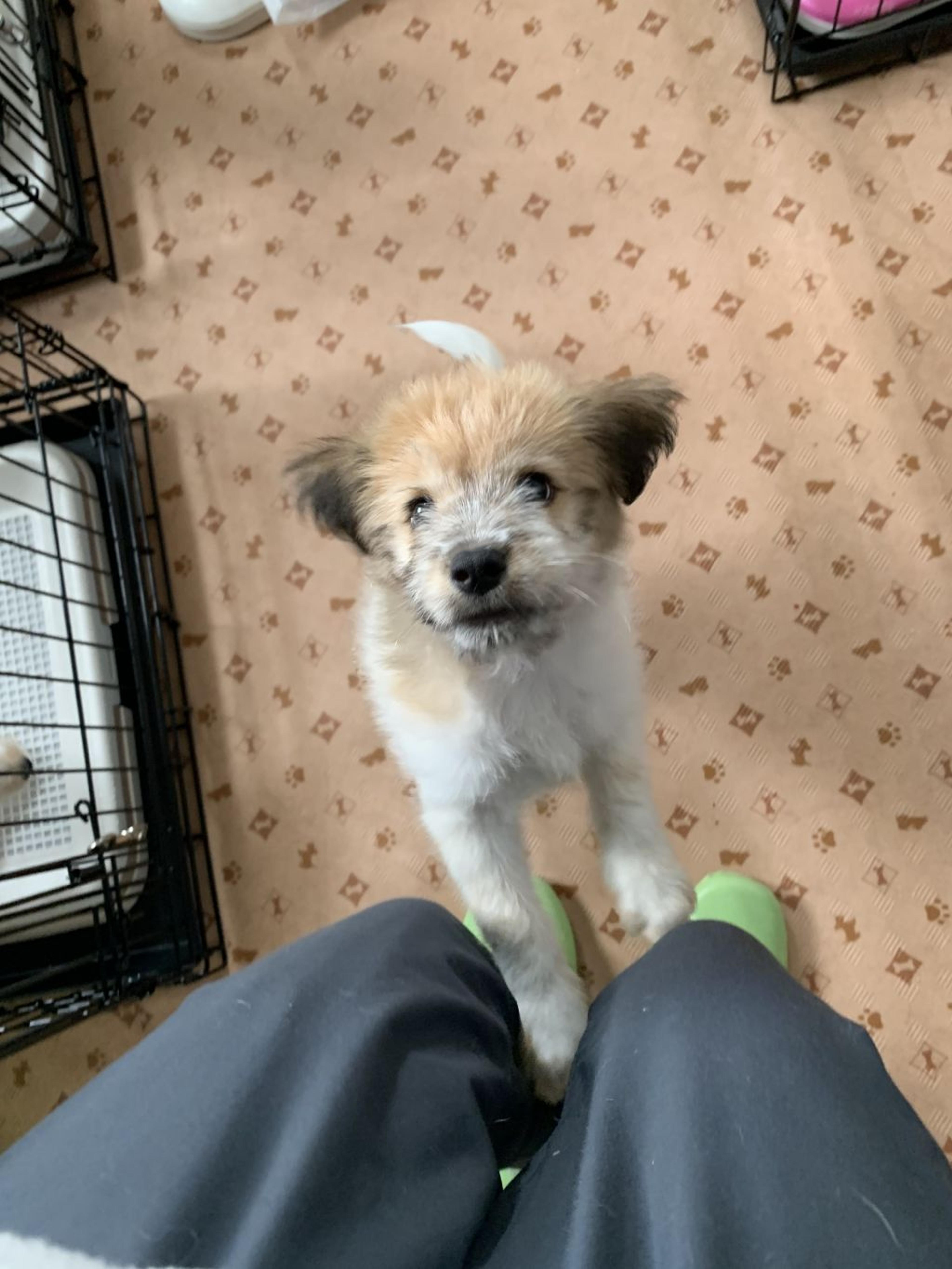pet-image-7