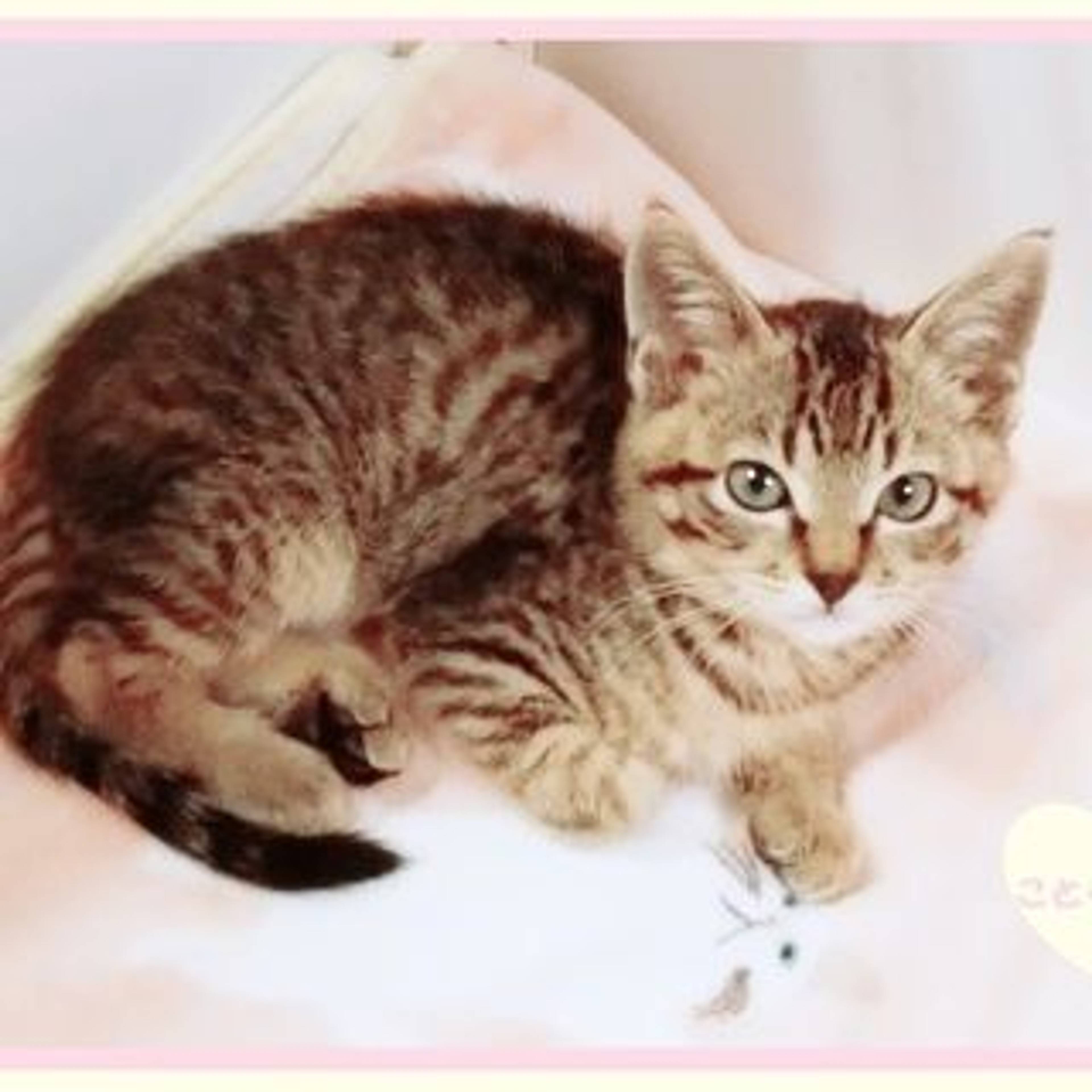 雑種（ミックス猫）・メスの里親募集の写真