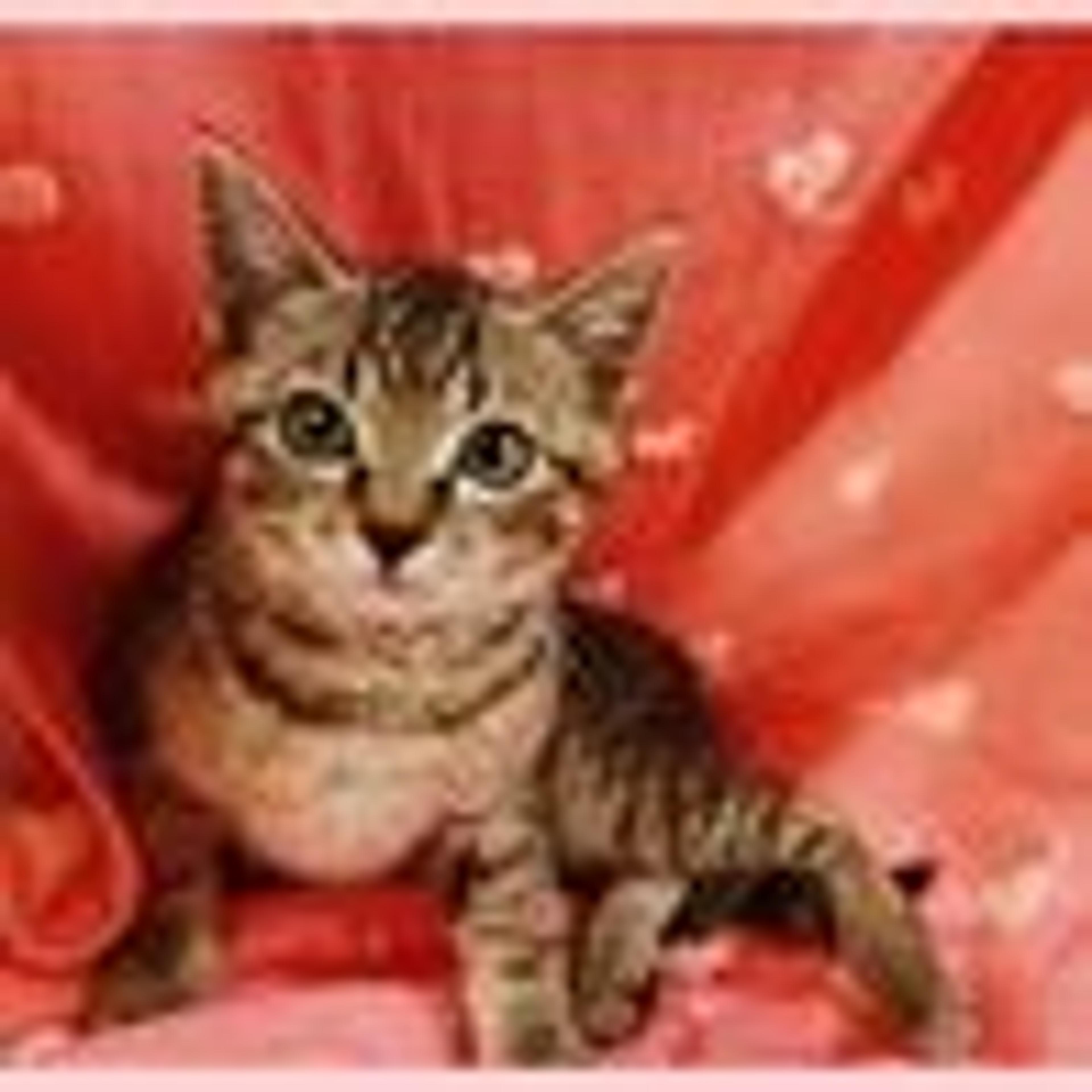 pet-image-2