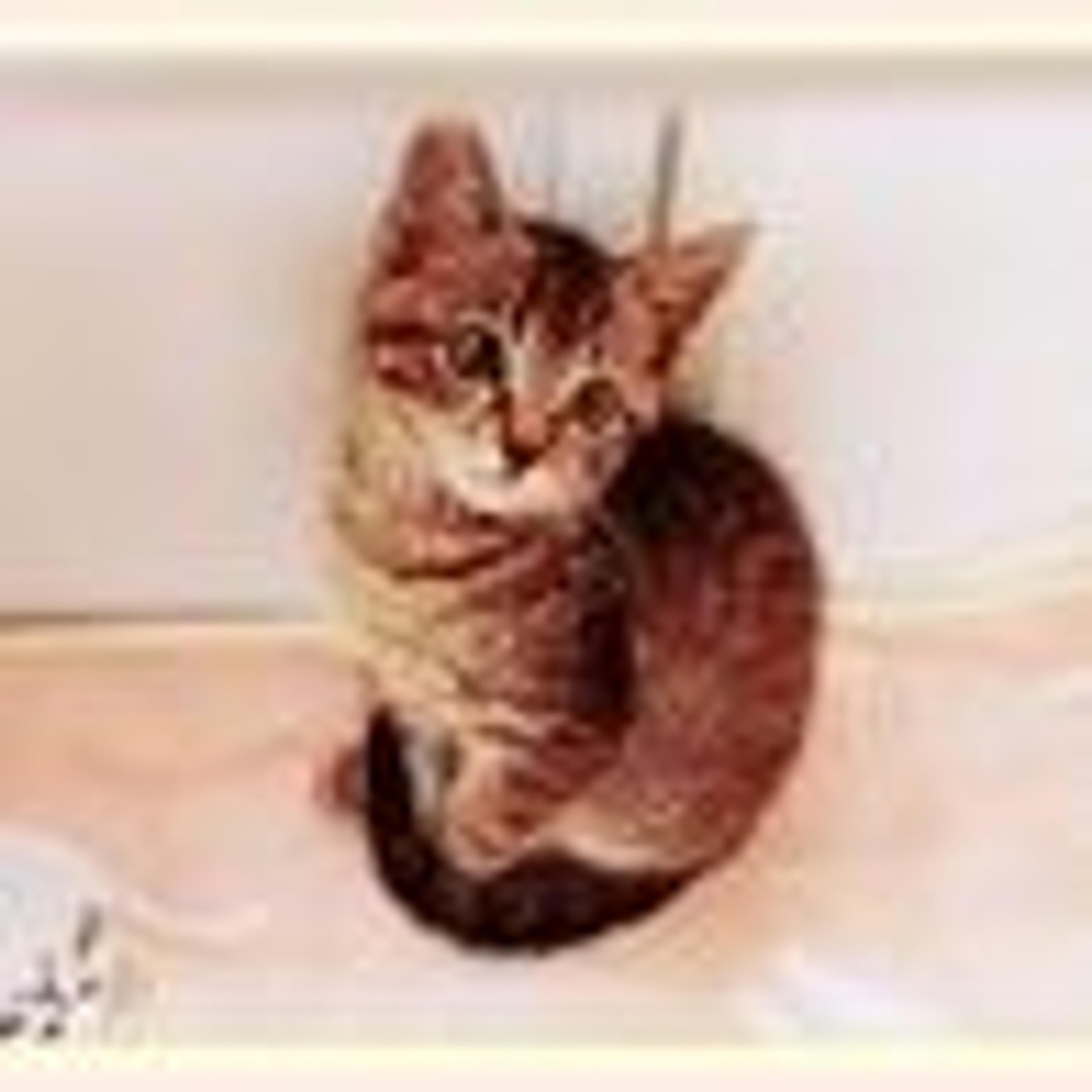 pet-image-3