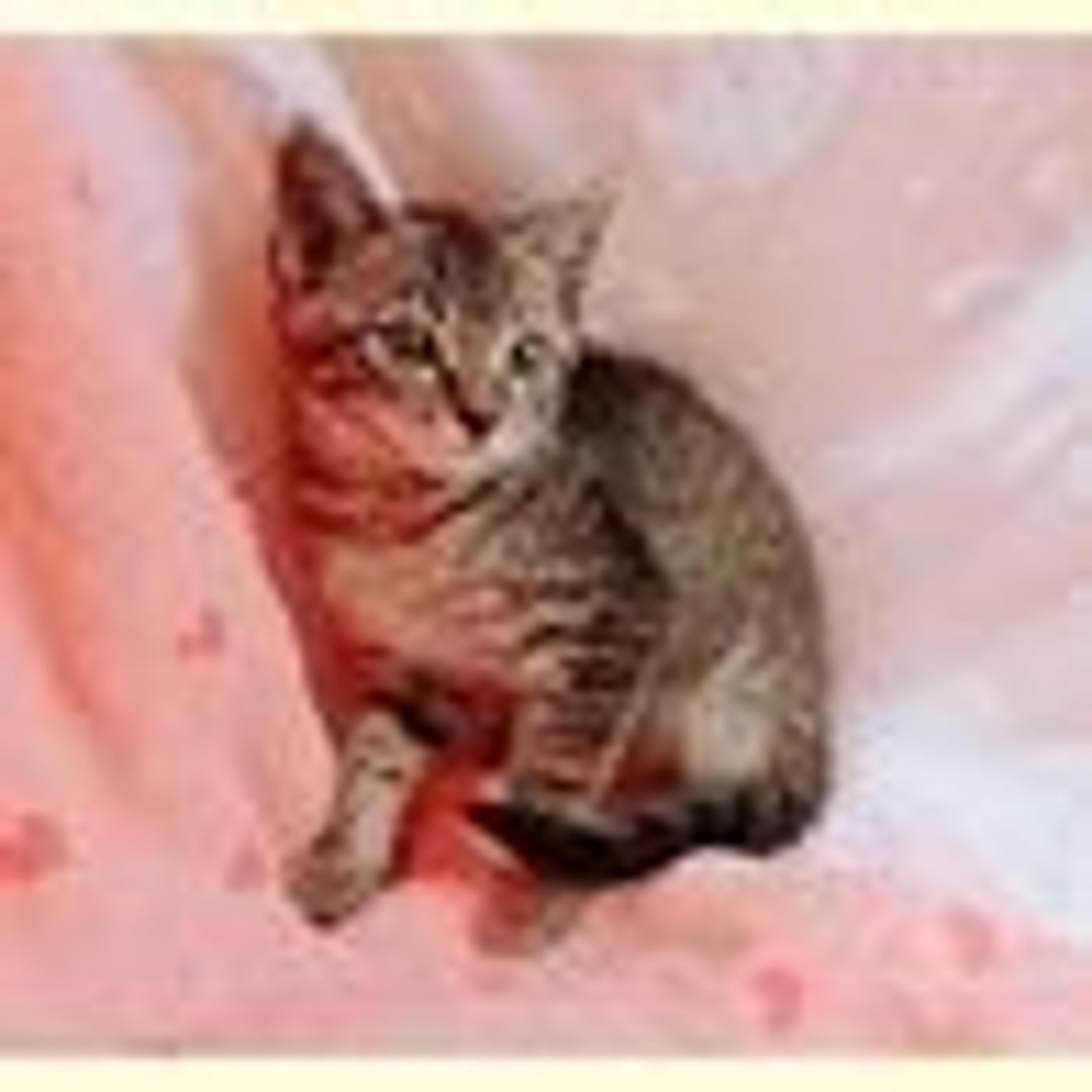 pet-image-4