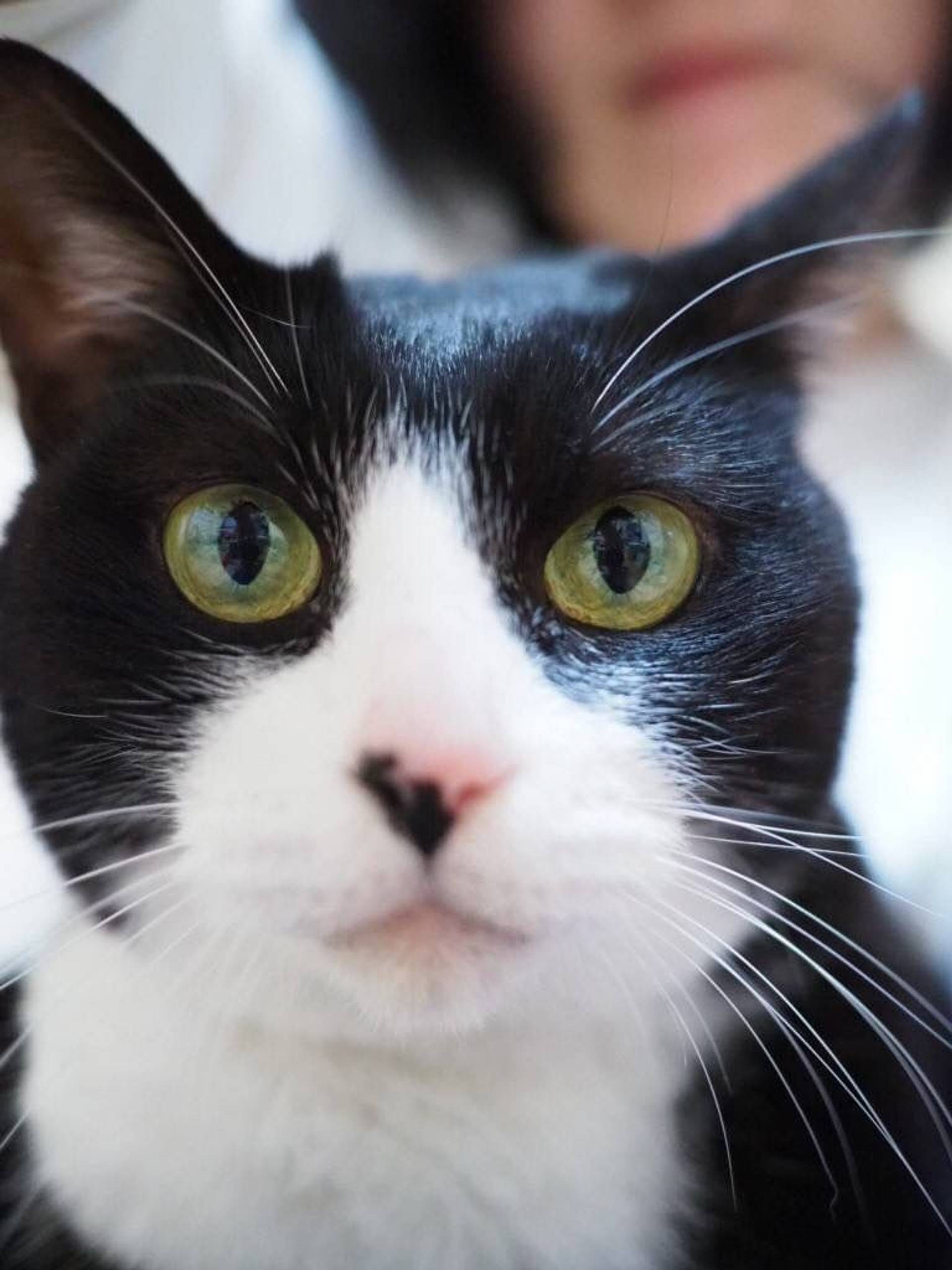 雑種（ミックス猫）・メスの里親募集の写真