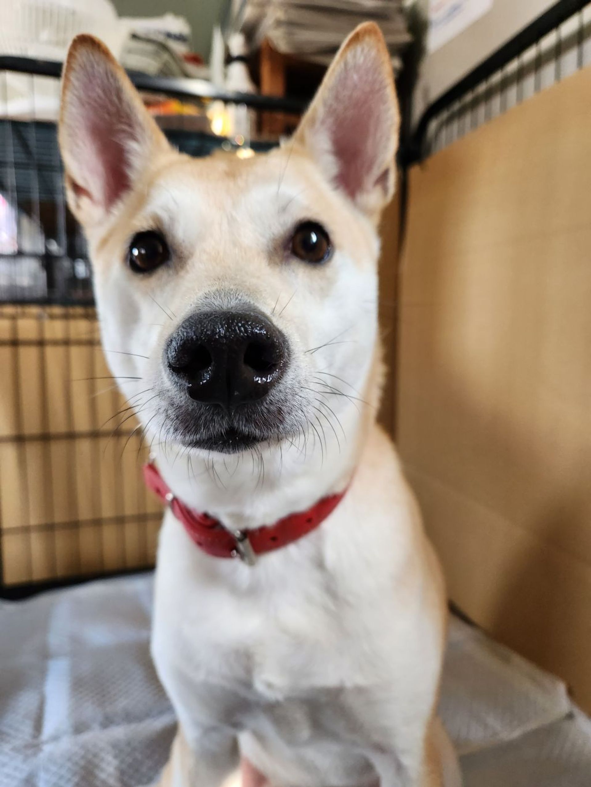 雑種（ミックス犬）・メスの里親募集の写真