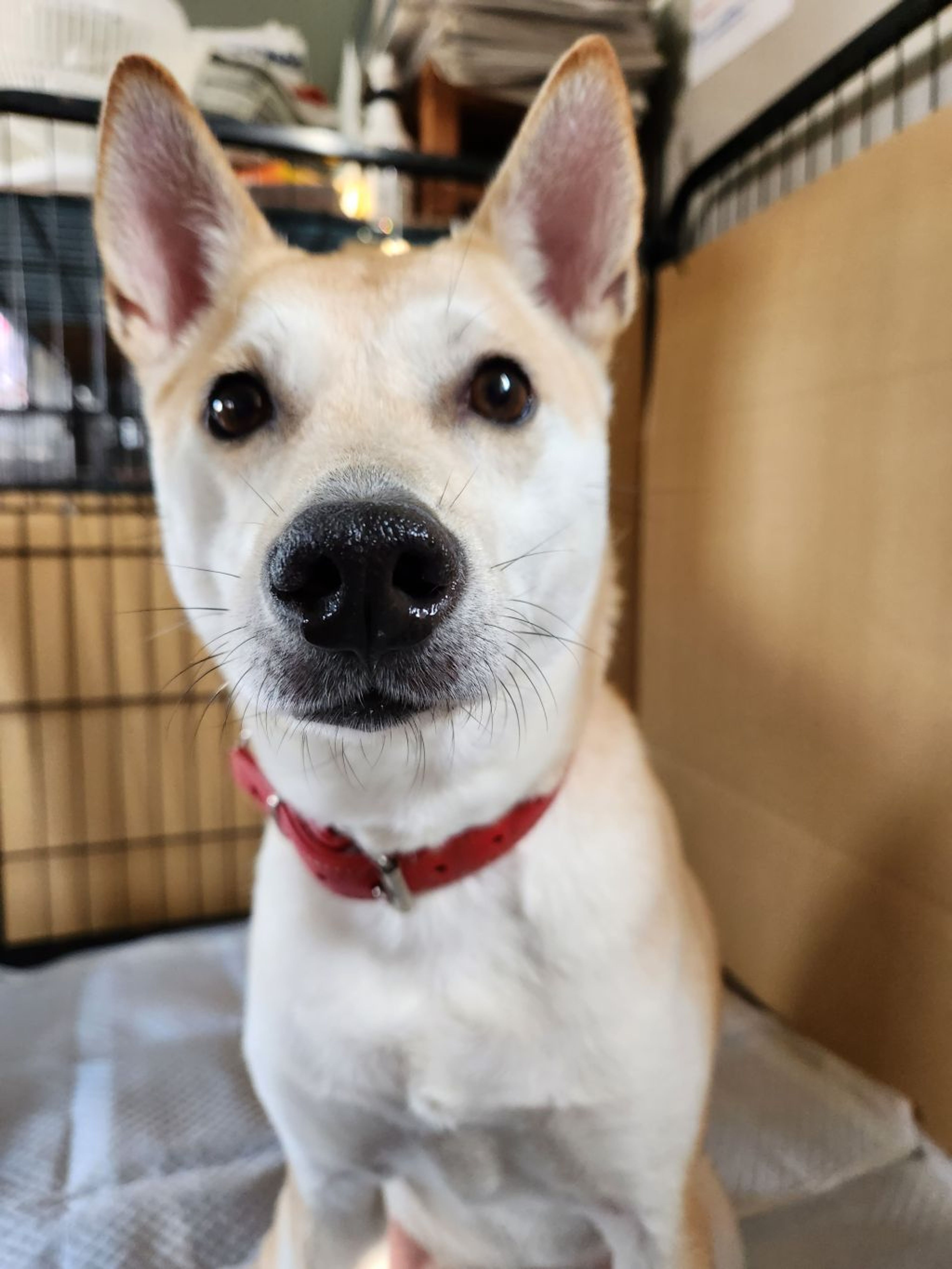 雑種（ミックス犬）・メスの里親募集の写真