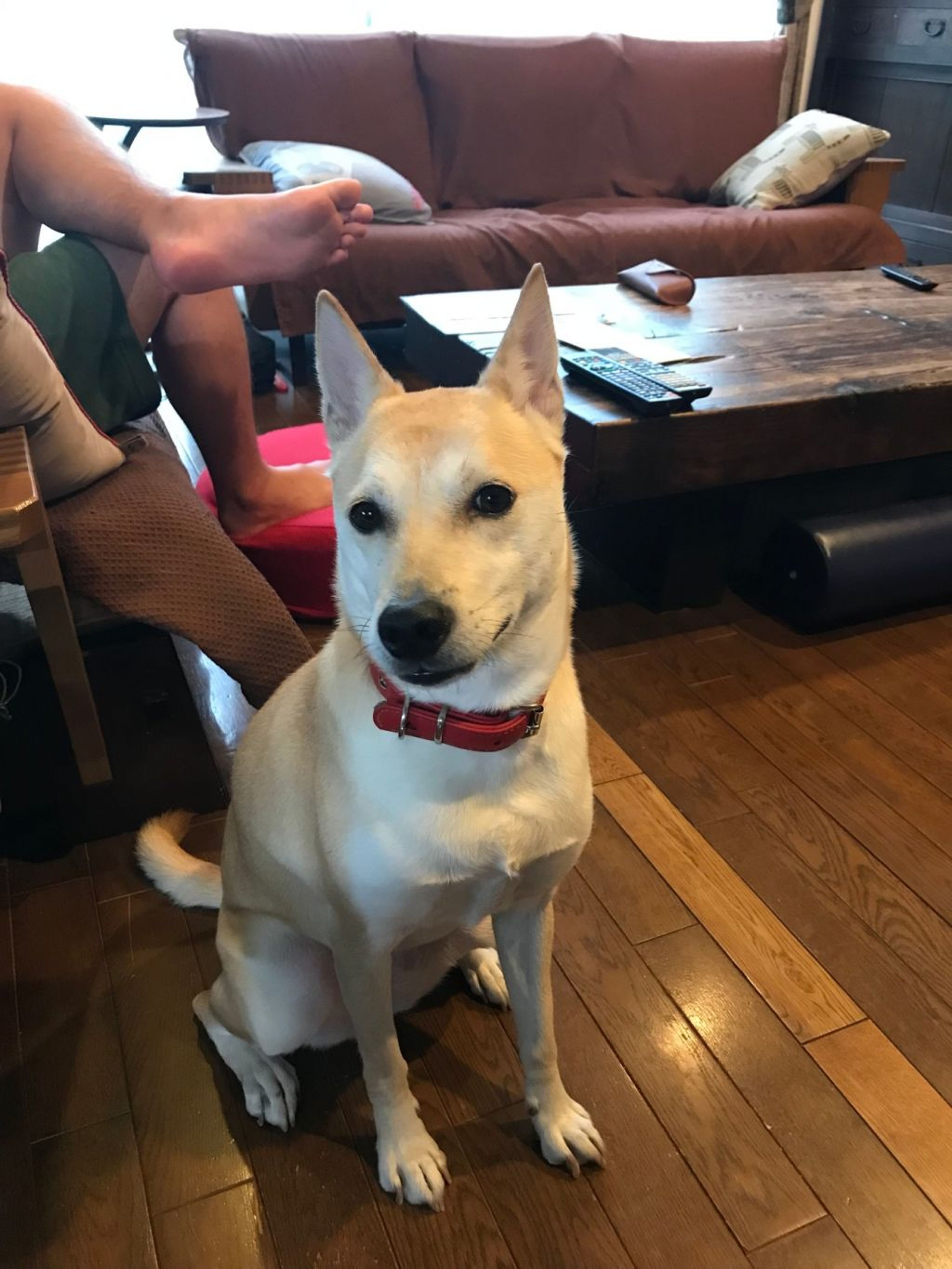 pet-image-2