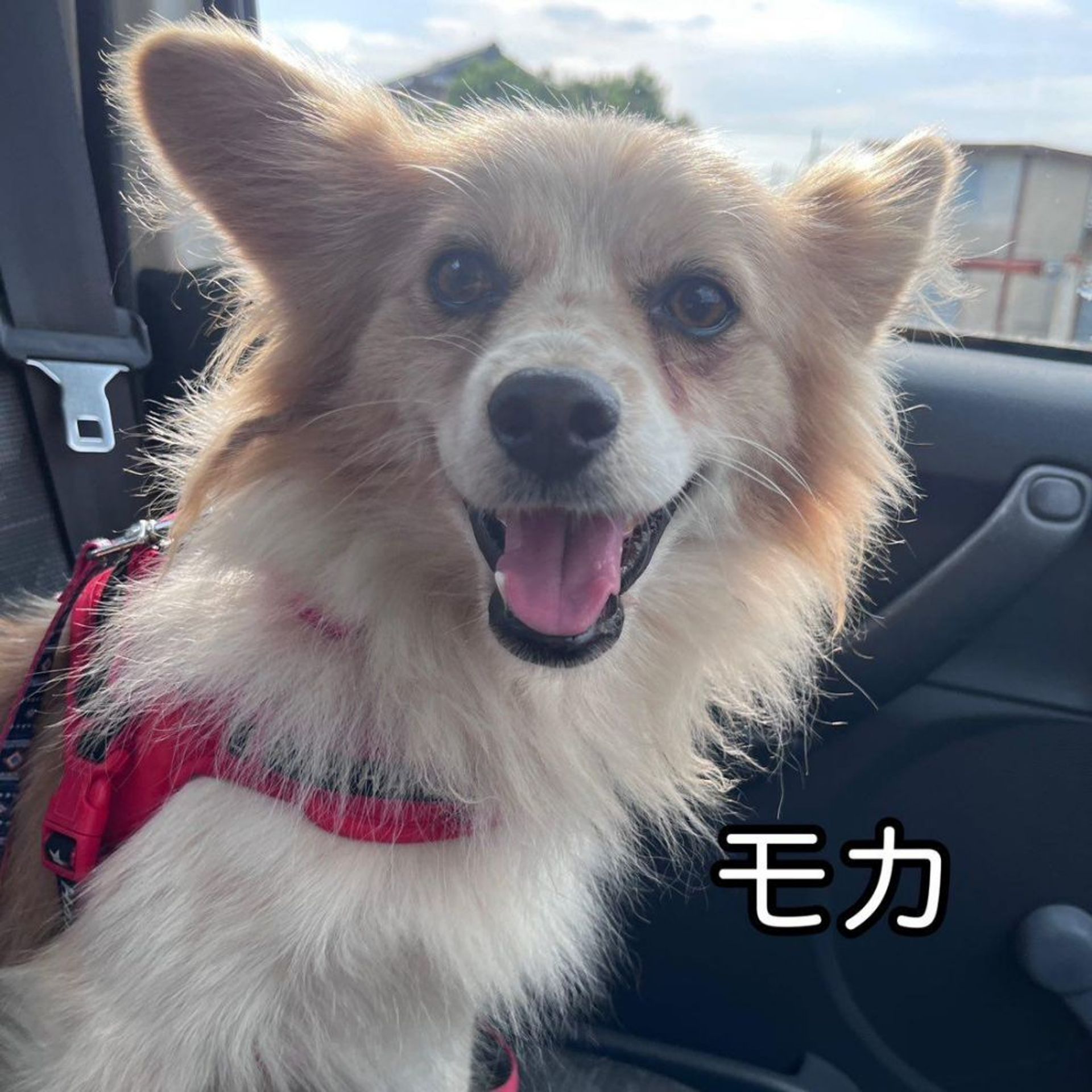 パピヨン・オスの里親募集の写真