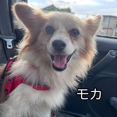 モカの写真