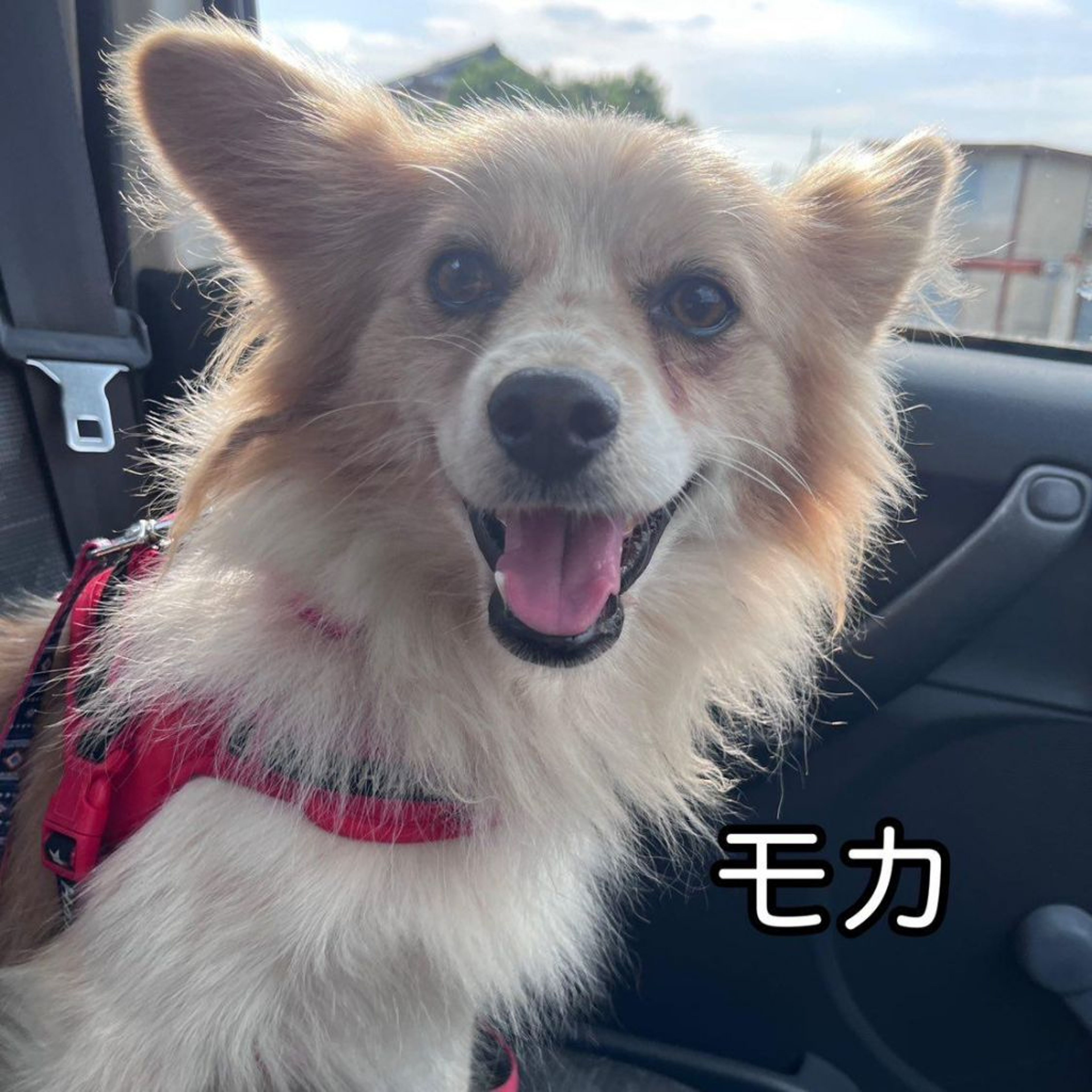パピヨン・オスの里親募集の写真