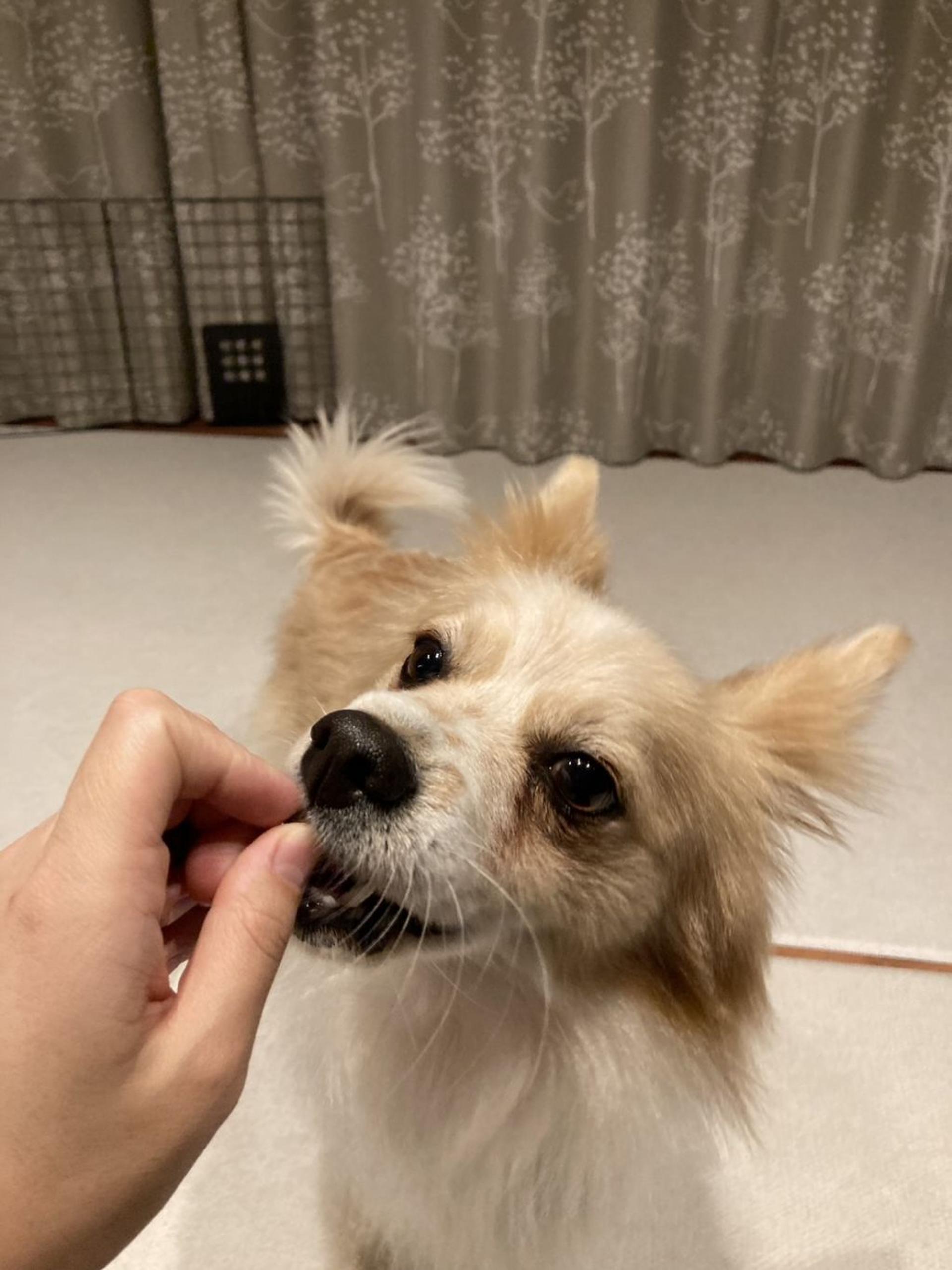 pet-image-3