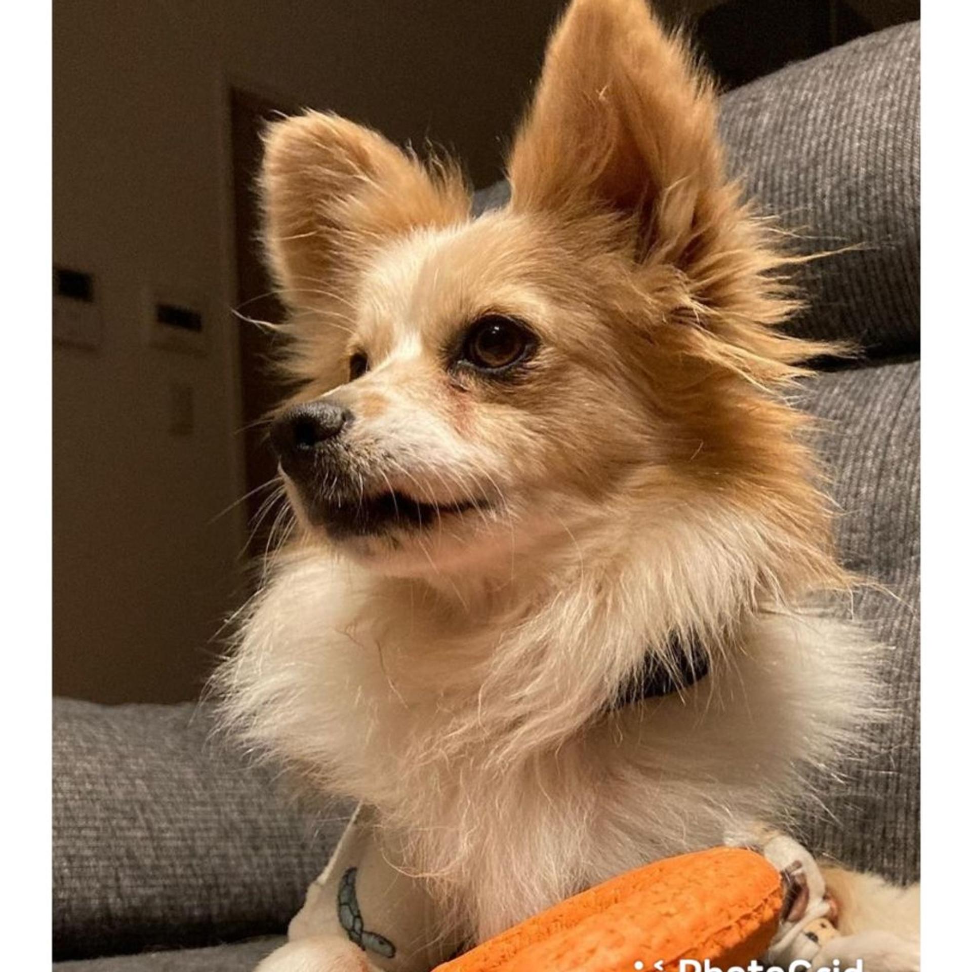 pet-image-2