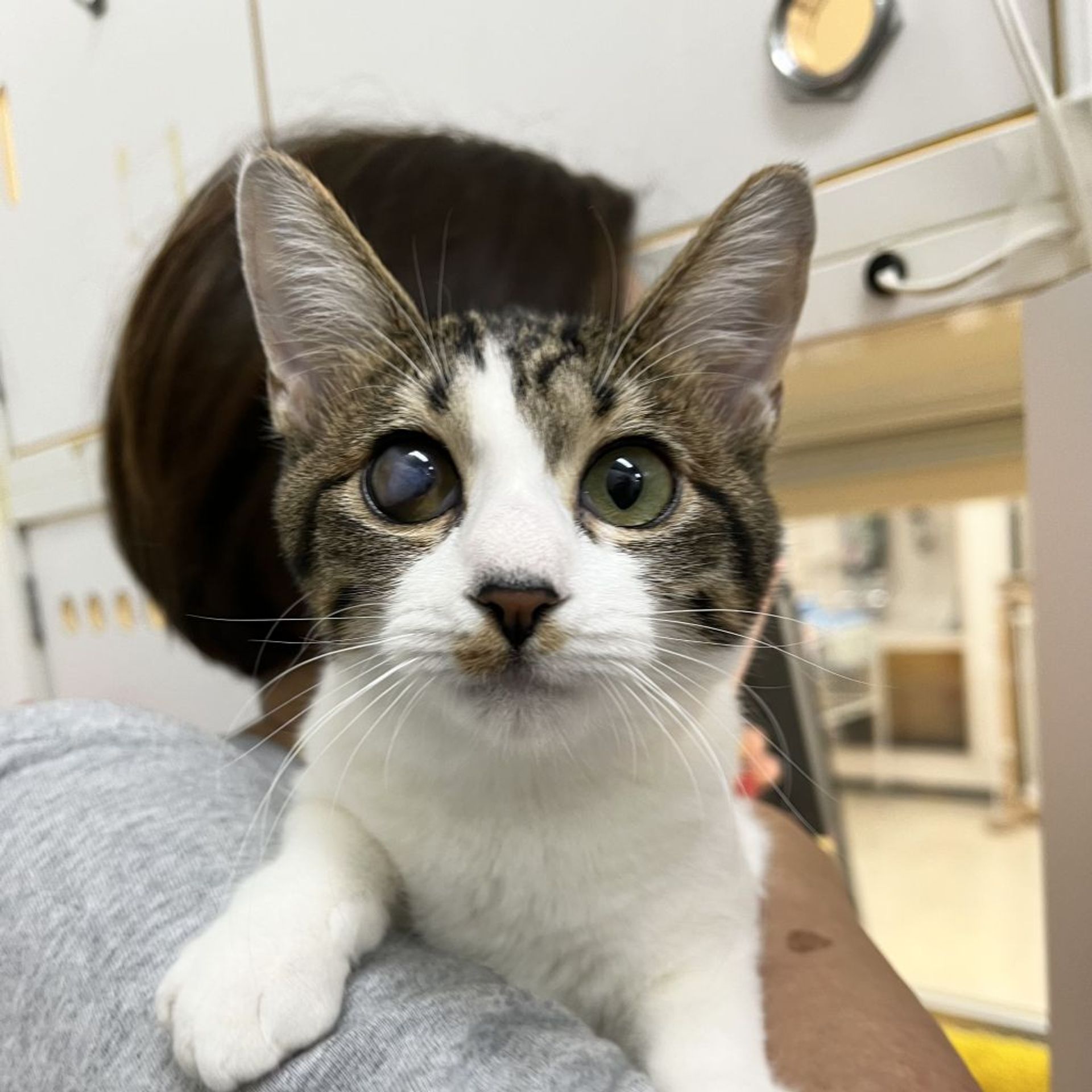 雑種（ミックス猫）・メスの里親募集の写真