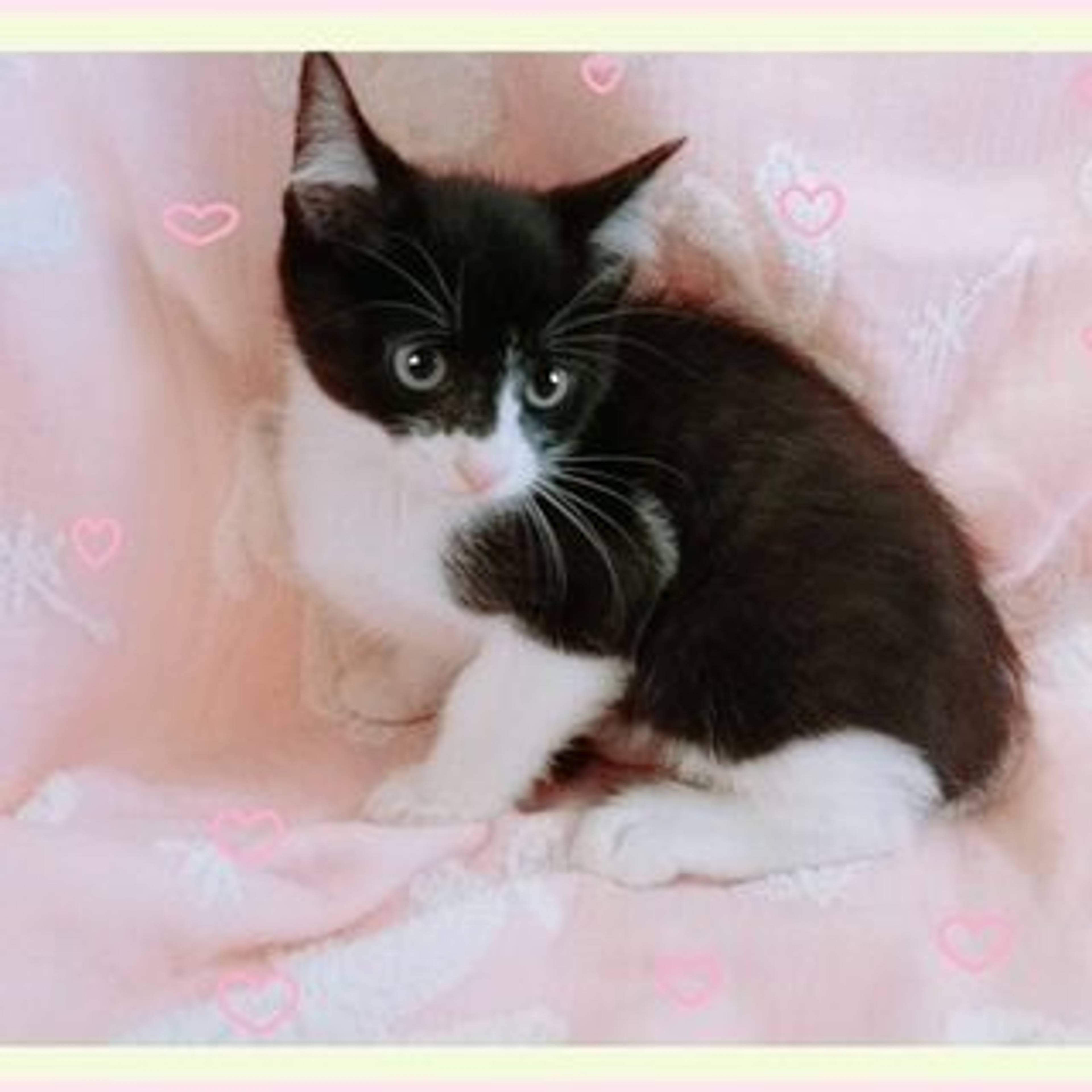 雑種（ミックス猫）・オスの里親募集の写真