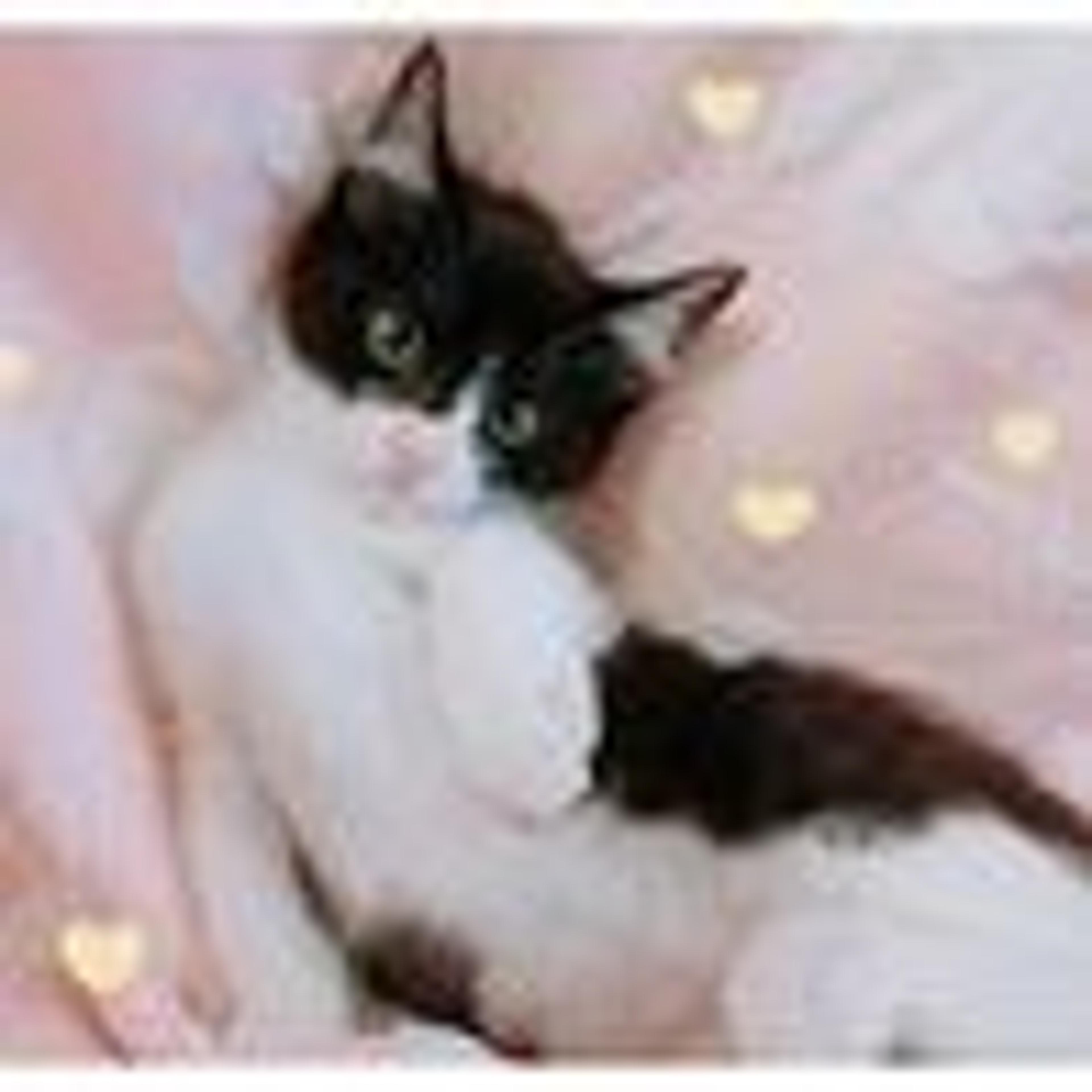pet-image-2