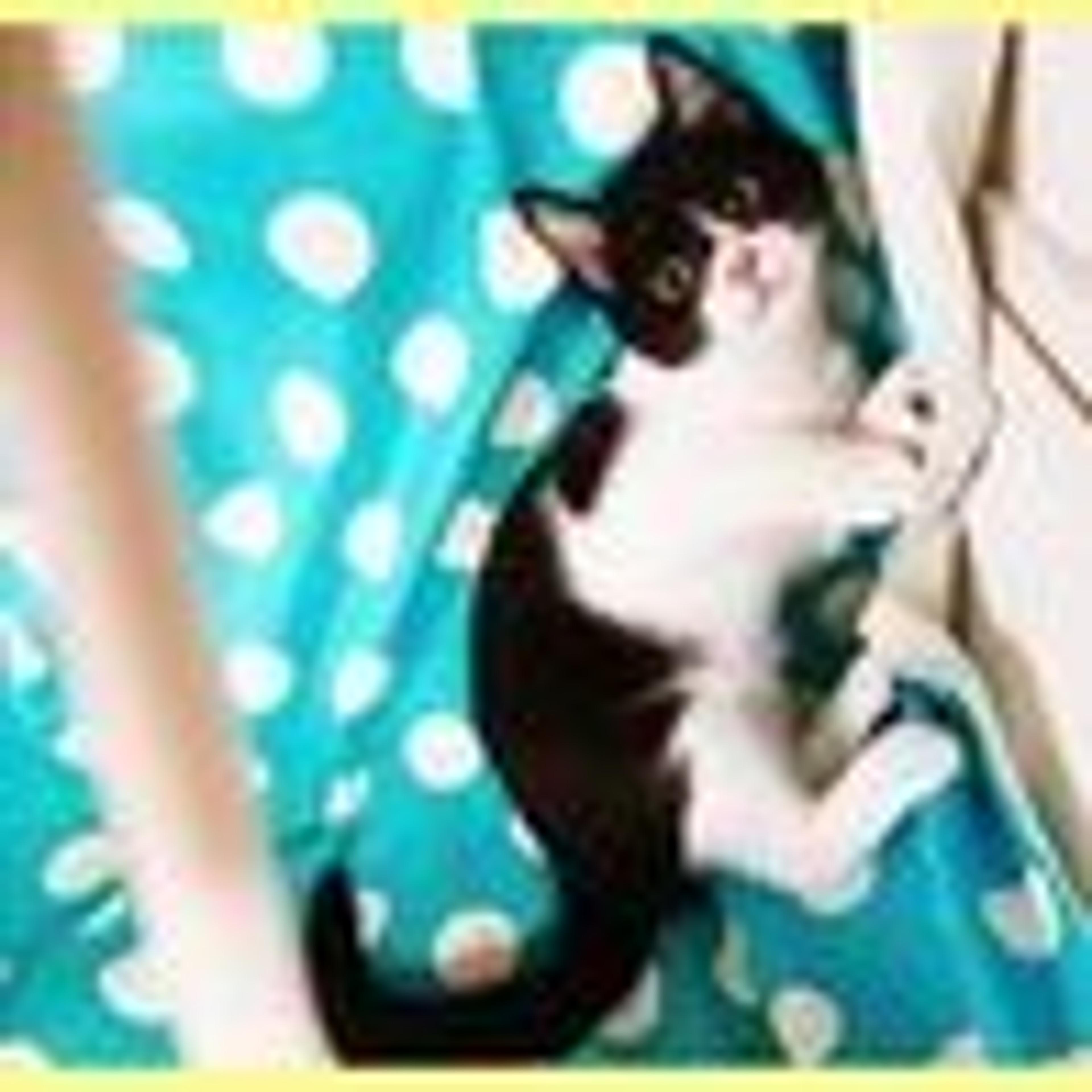 pet-image-3