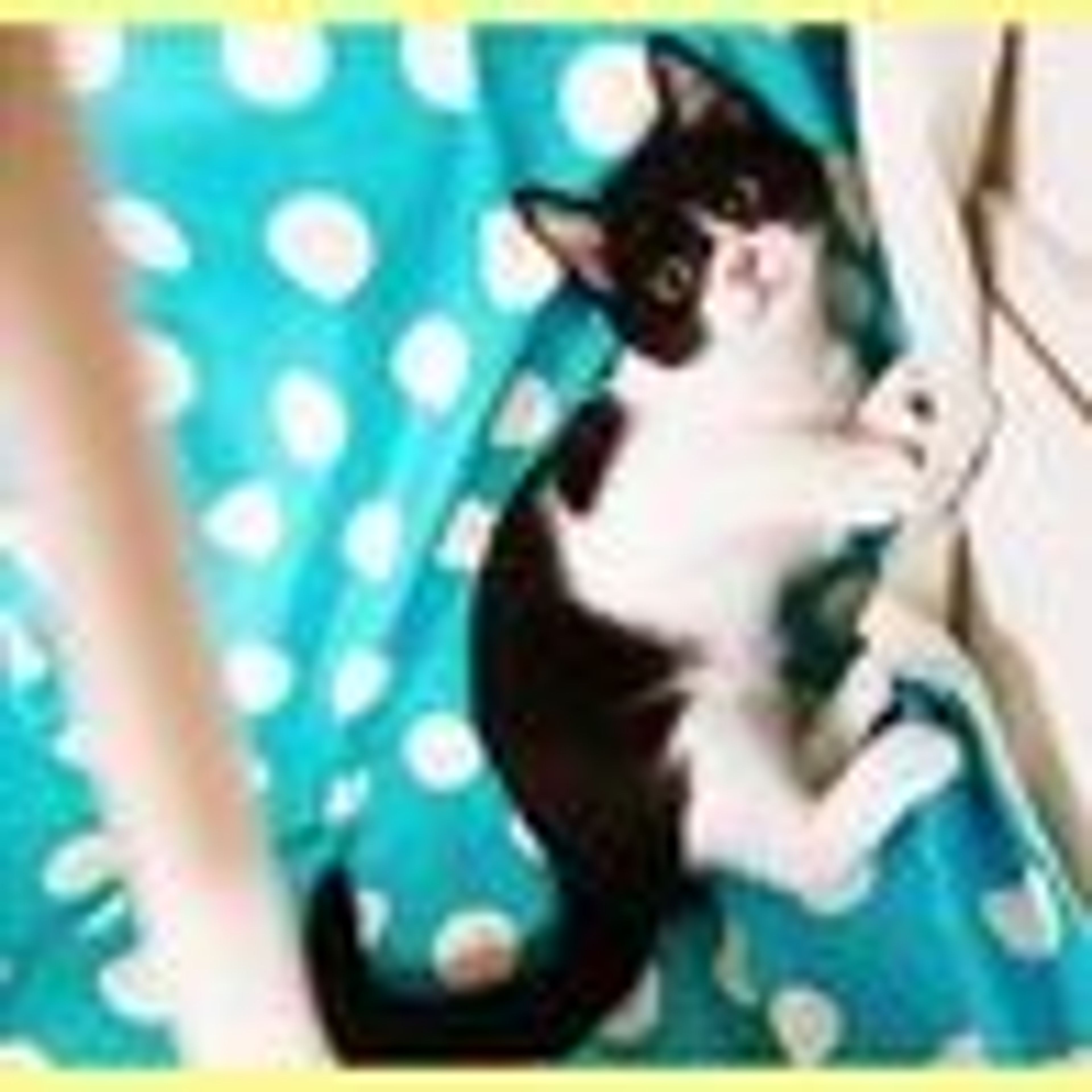 pet-image-3