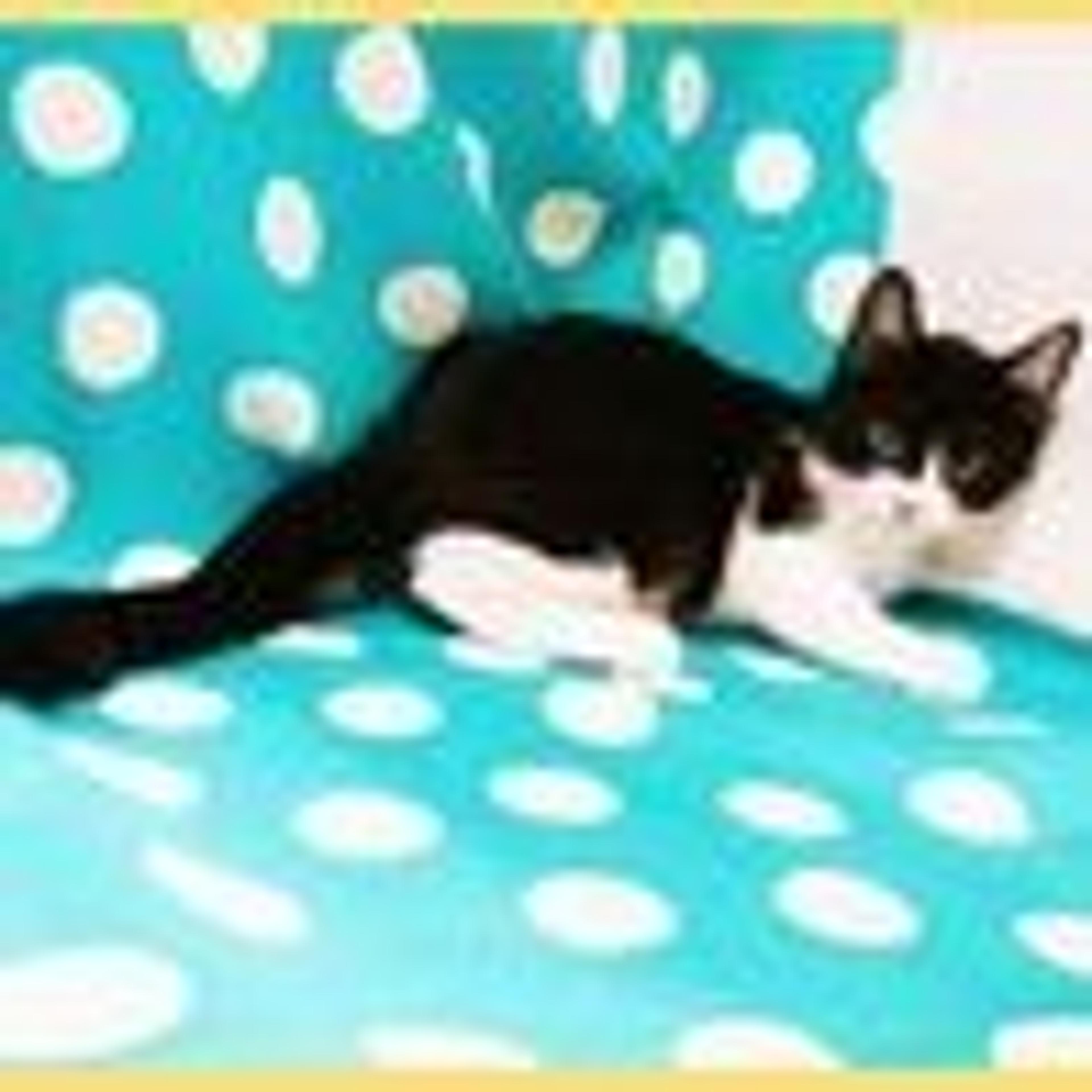 pet-image-4