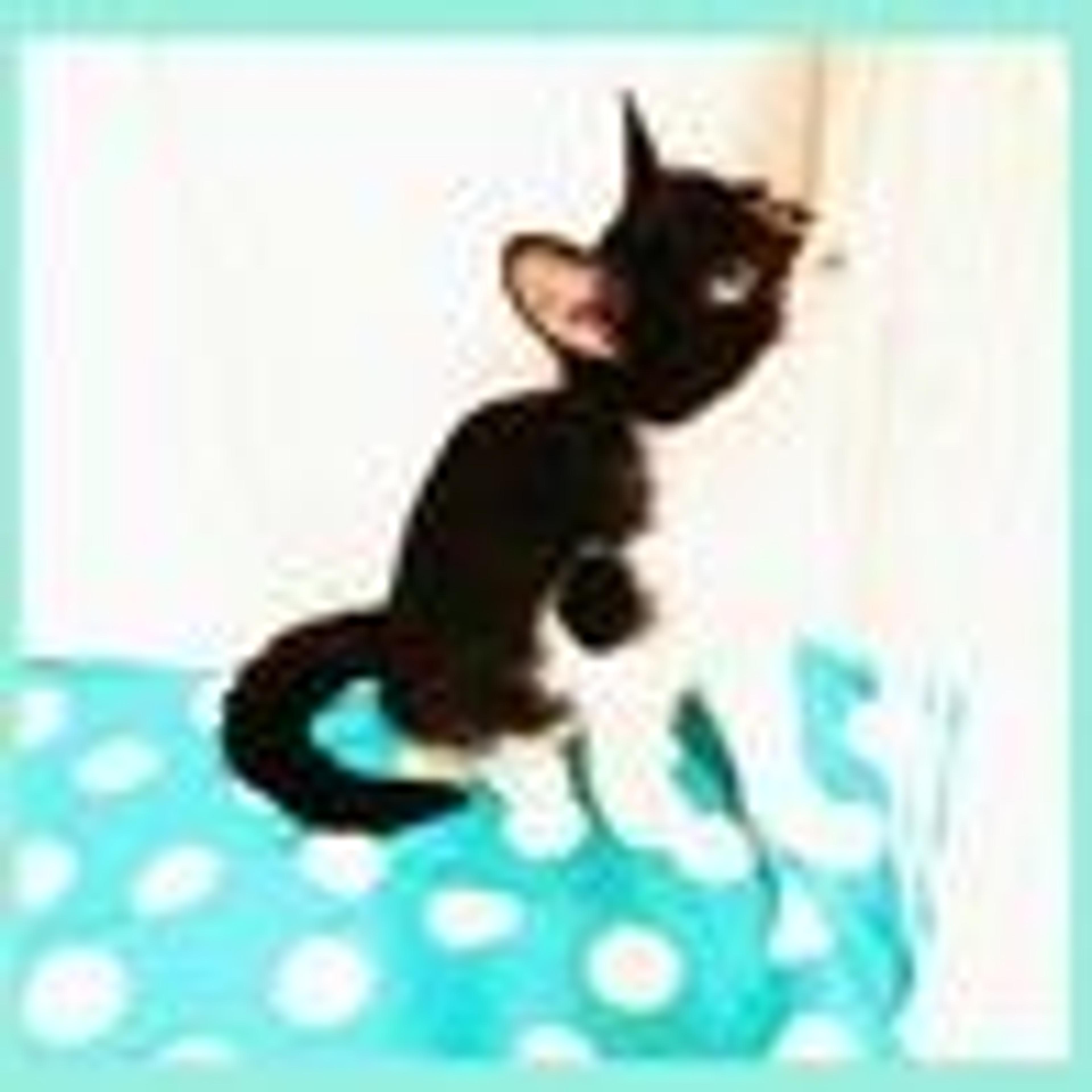 pet-image-5
