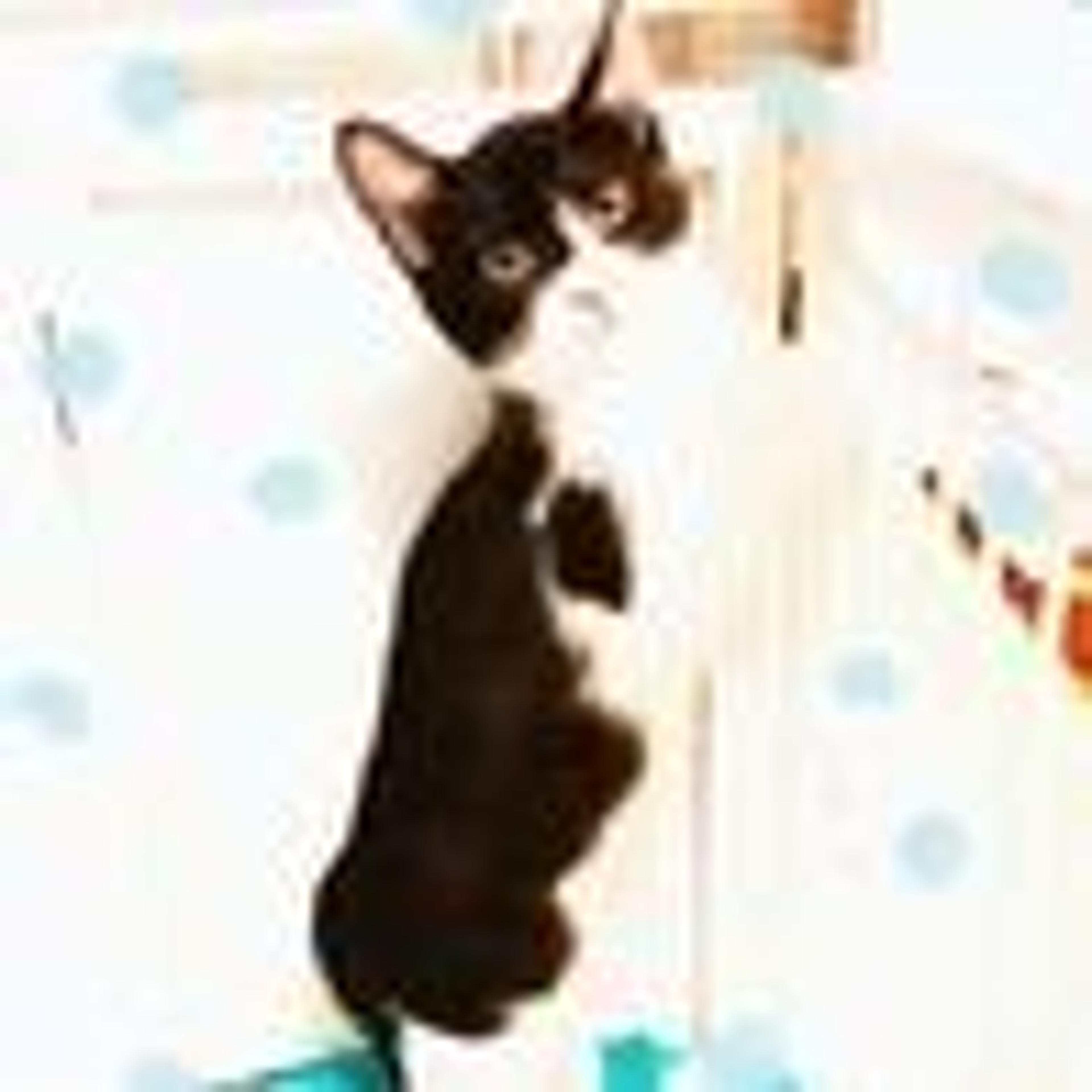 pet-image-6