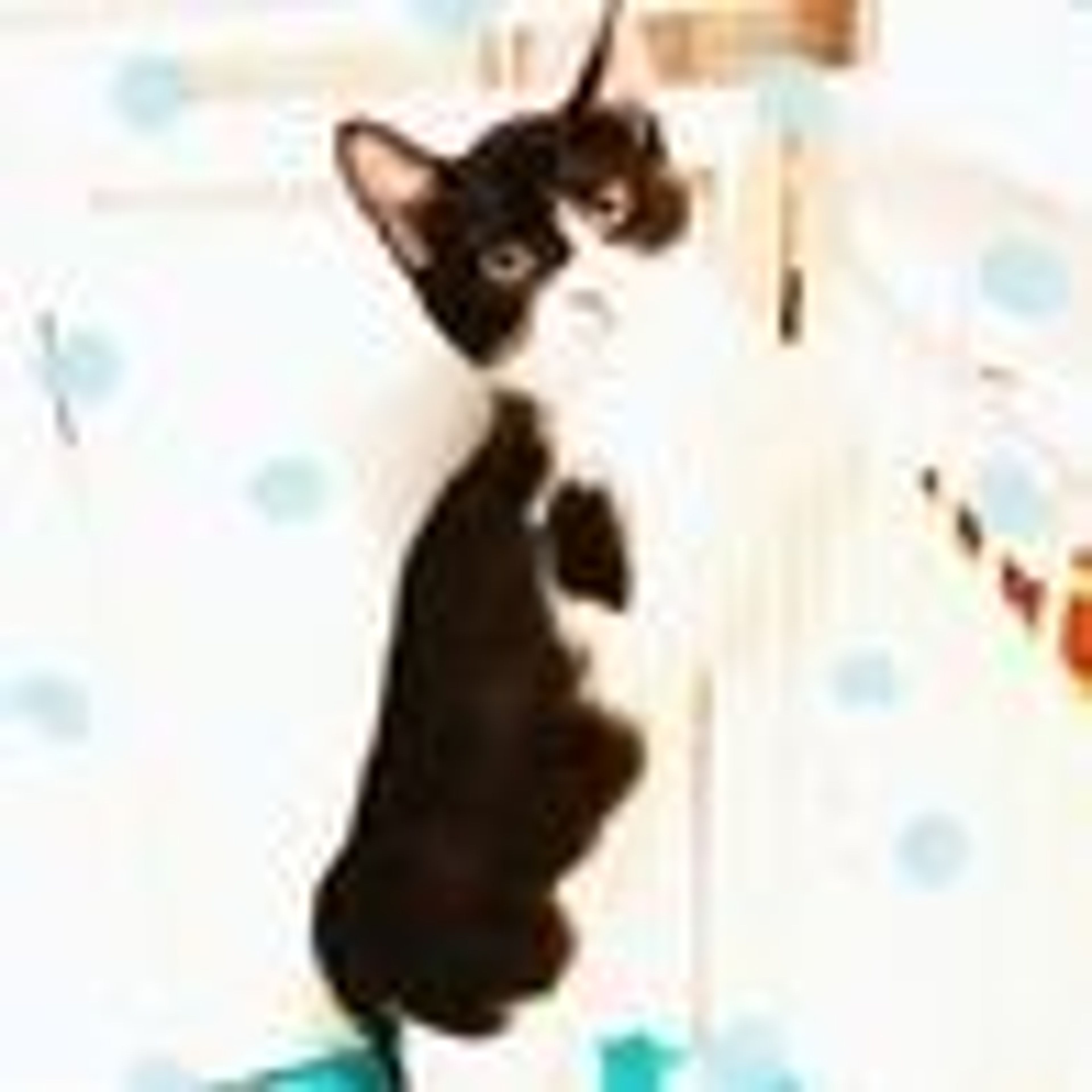 pet-image-6