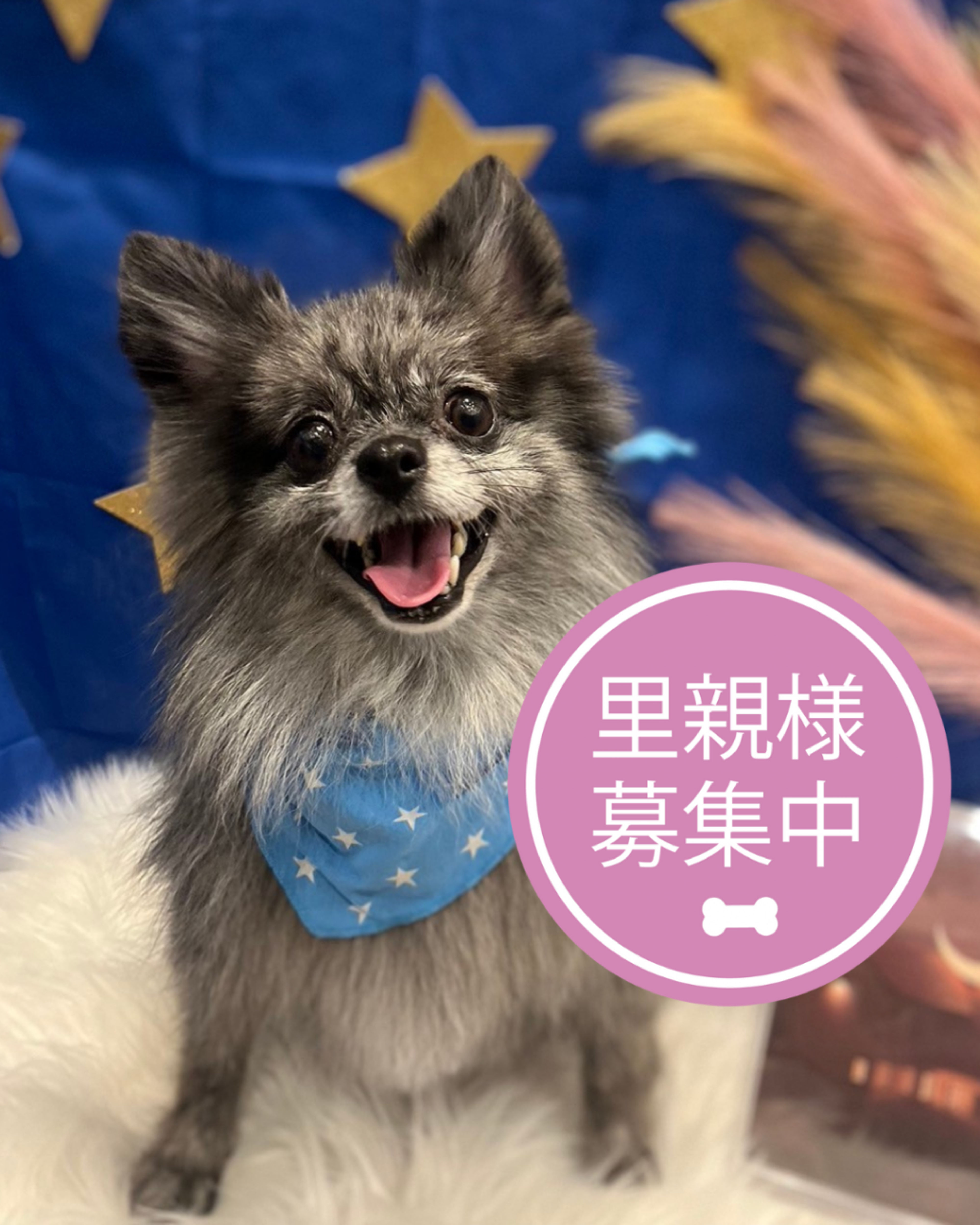 ポメラニアン・メスの里親募集の写真