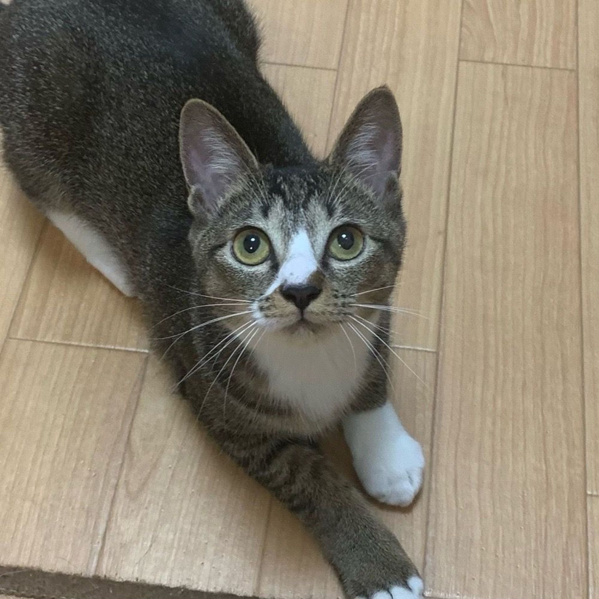 雑種（ミックス猫）・メスの里親募集の写真